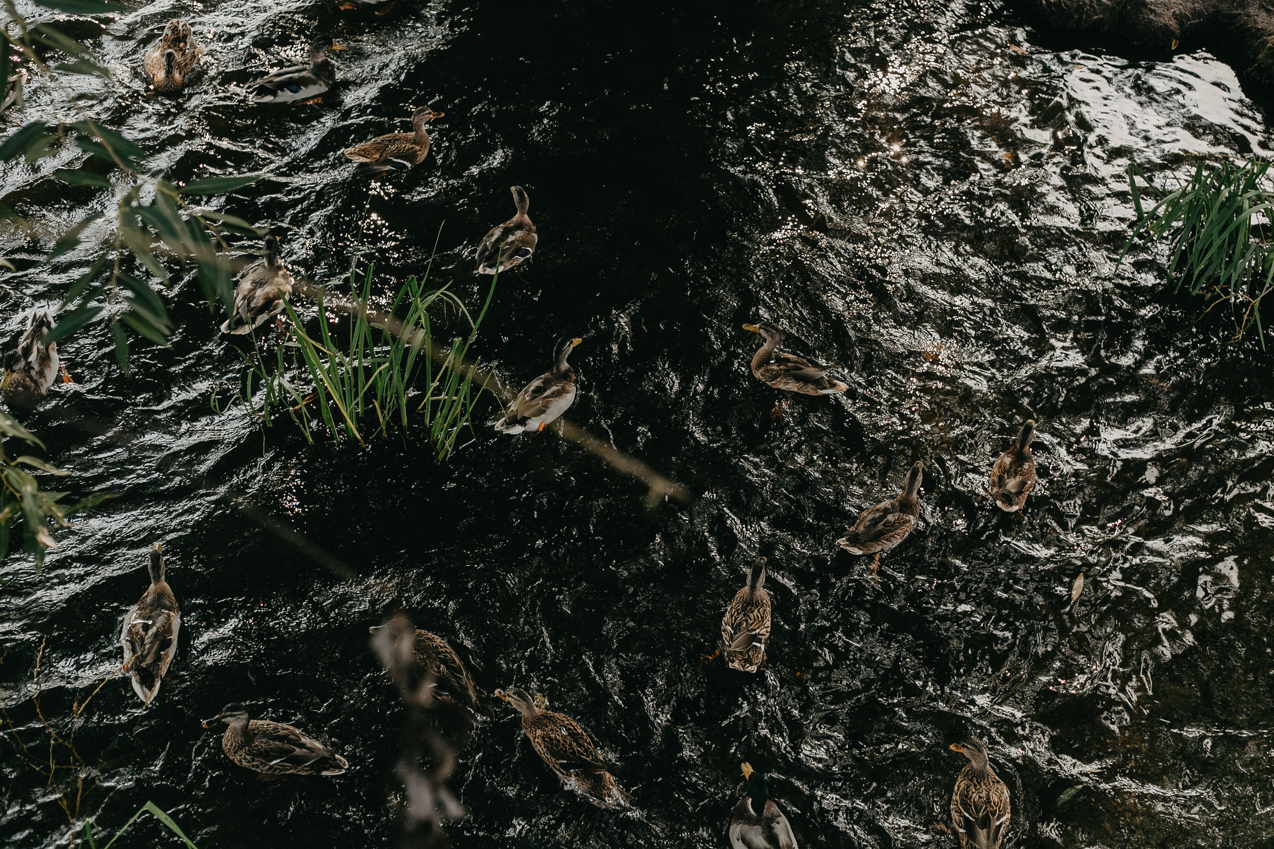 Леша & Оля. Свадебный и семейный фотограф во Владимире Белашова Анастасия