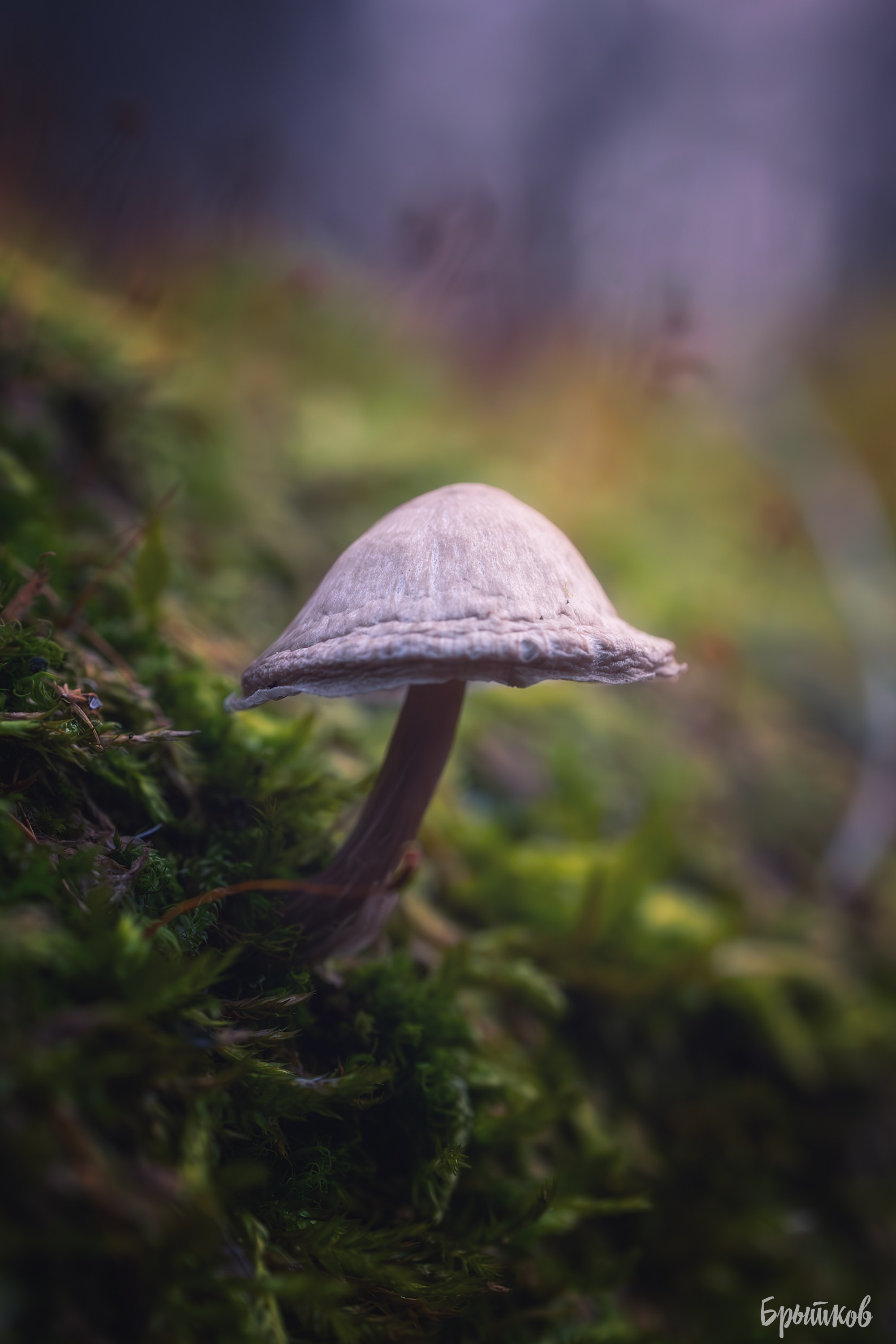 Макрофото. Николай Брытков — фотограф в Туле