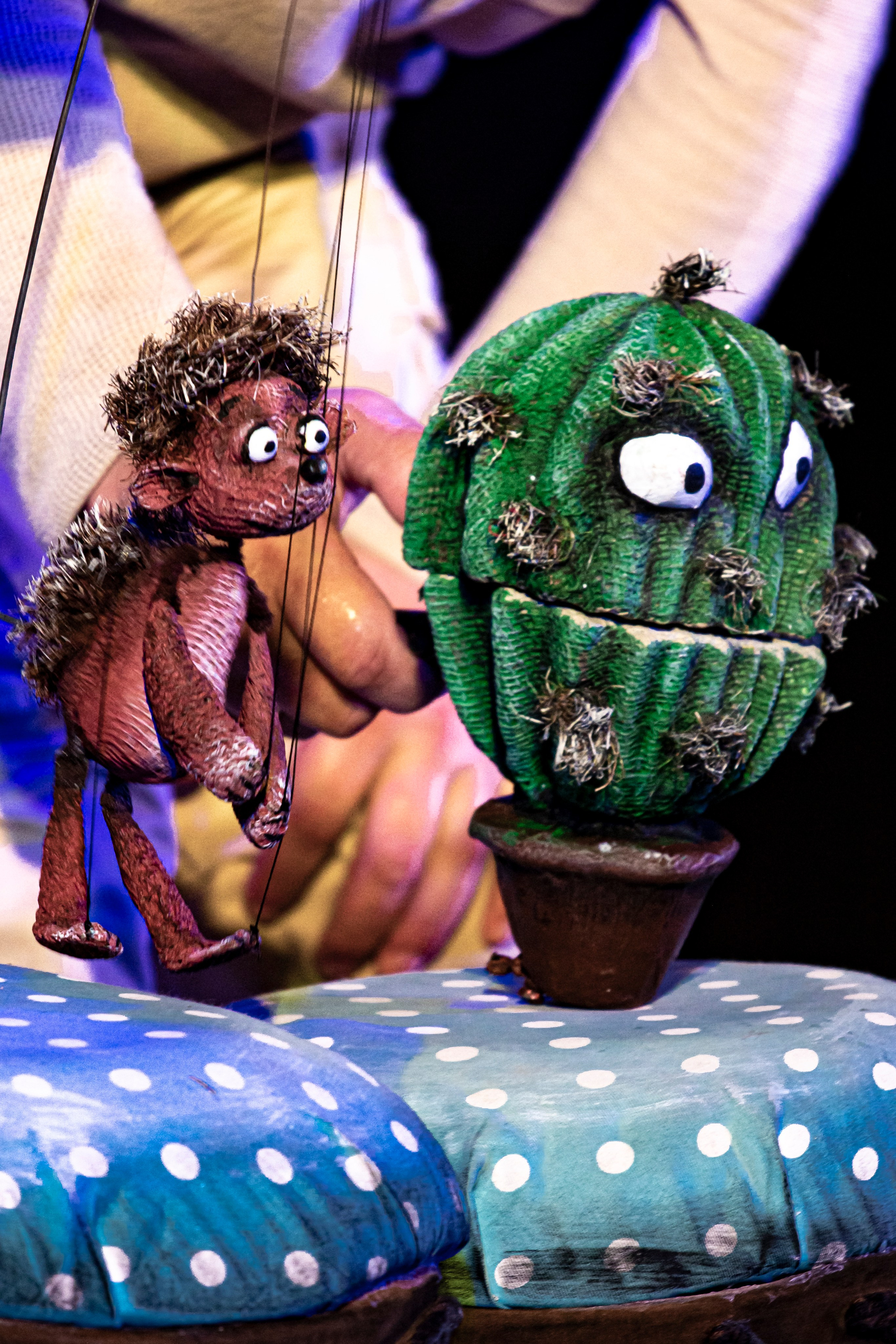 Колючая сказка. Фотограф в Сочи Юрий Шептаев