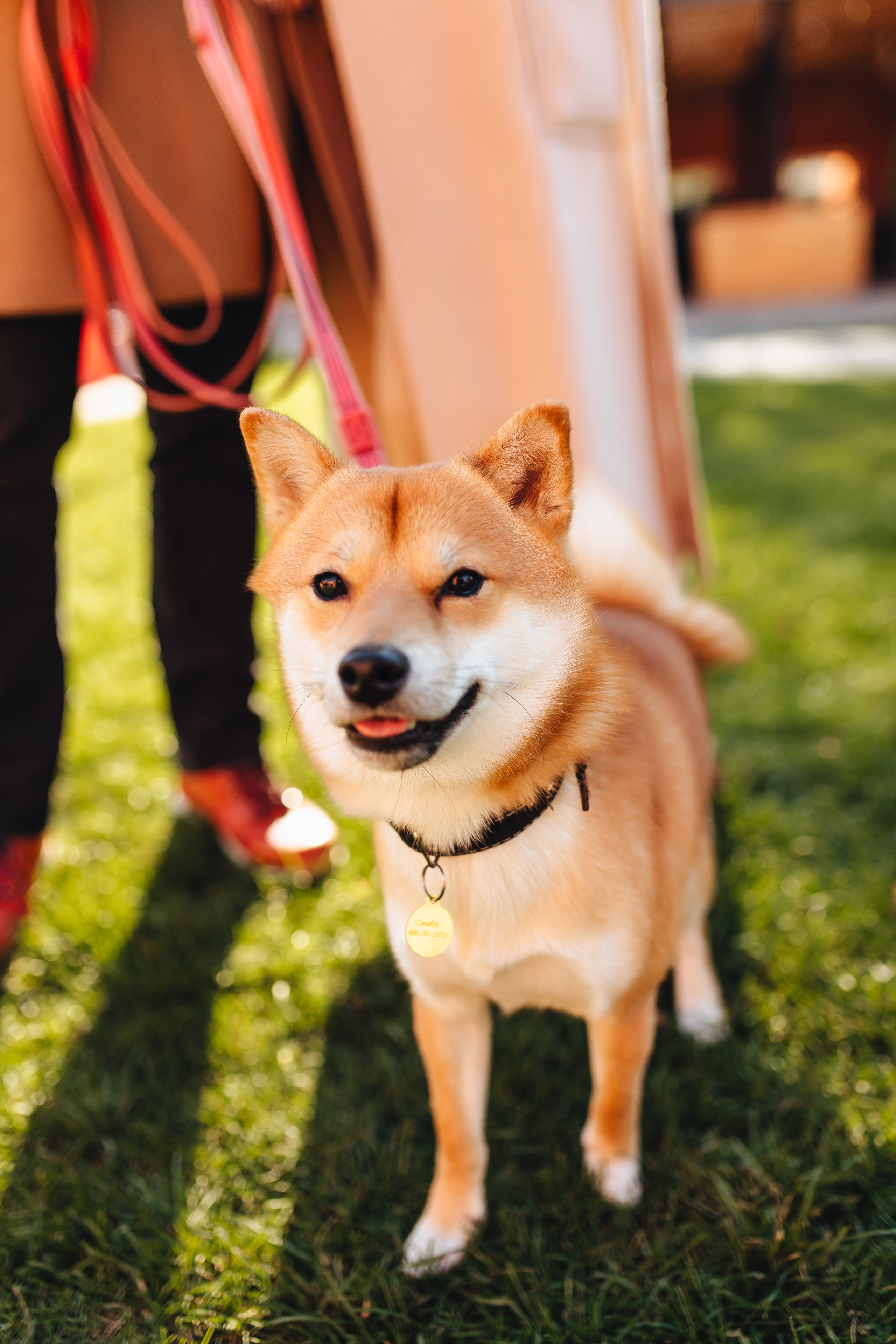 Антон, Соня и Симба. Свадебный и семейный фотограф в Туле и области Маша Костина