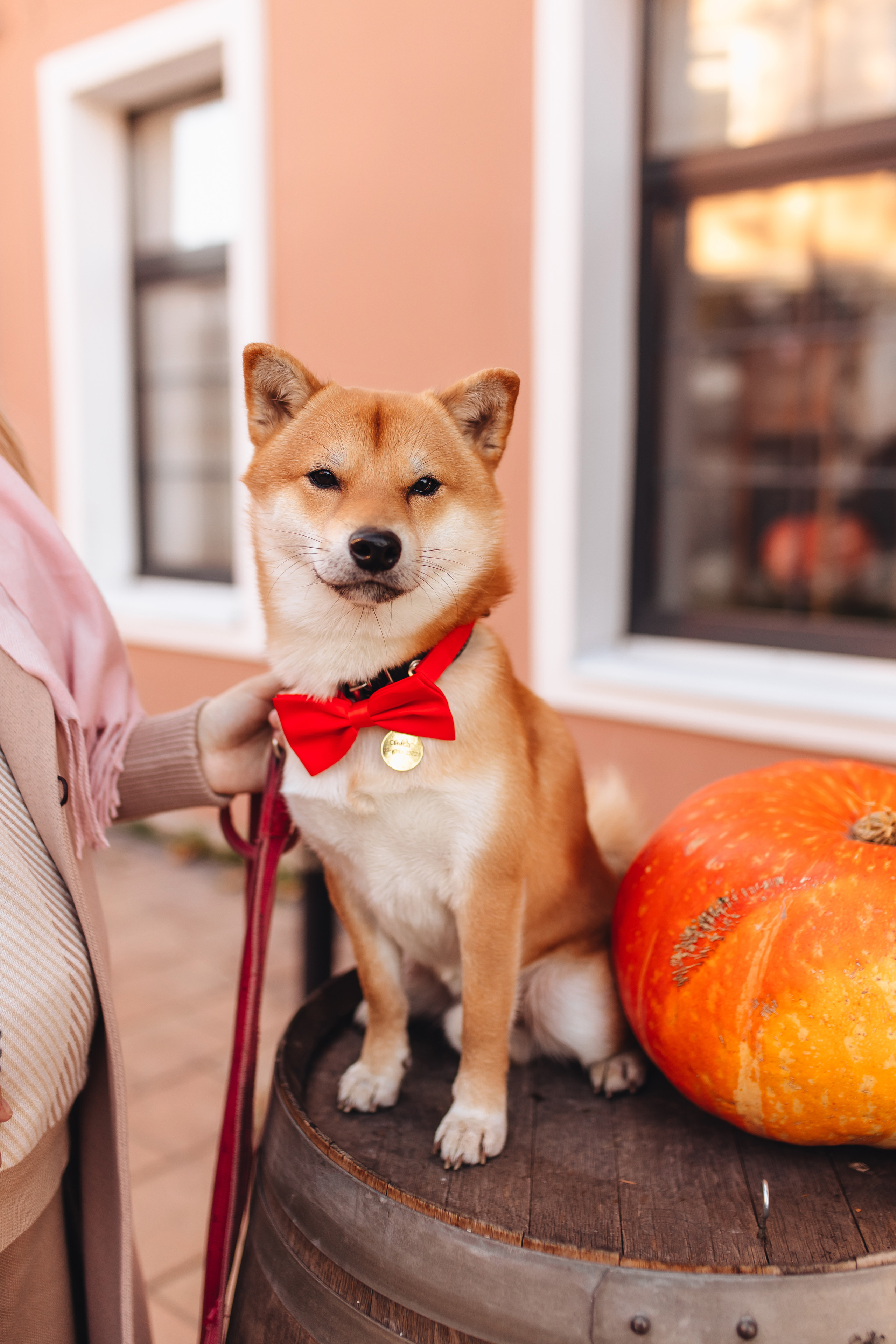 Антон, Соня и Симба. Свадебный и семейный фотограф в Туле и области Маша Костина