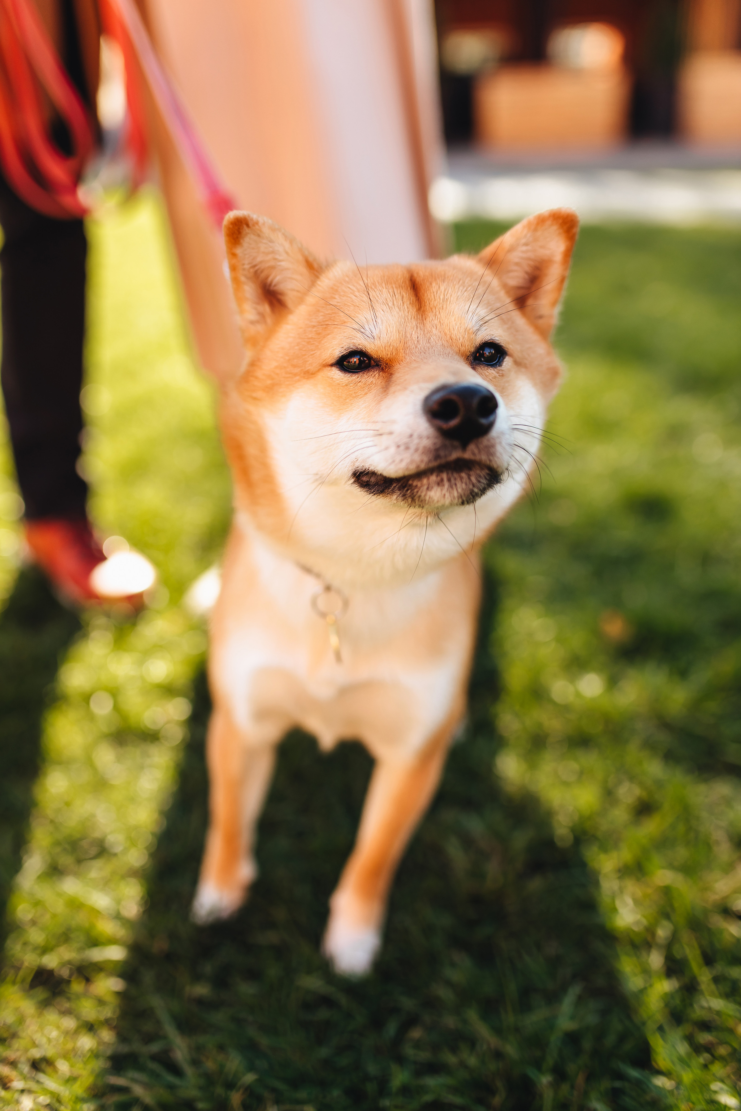 Антон, Соня и Симба. Свадебный и семейный фотограф в Туле и области Маша Костина