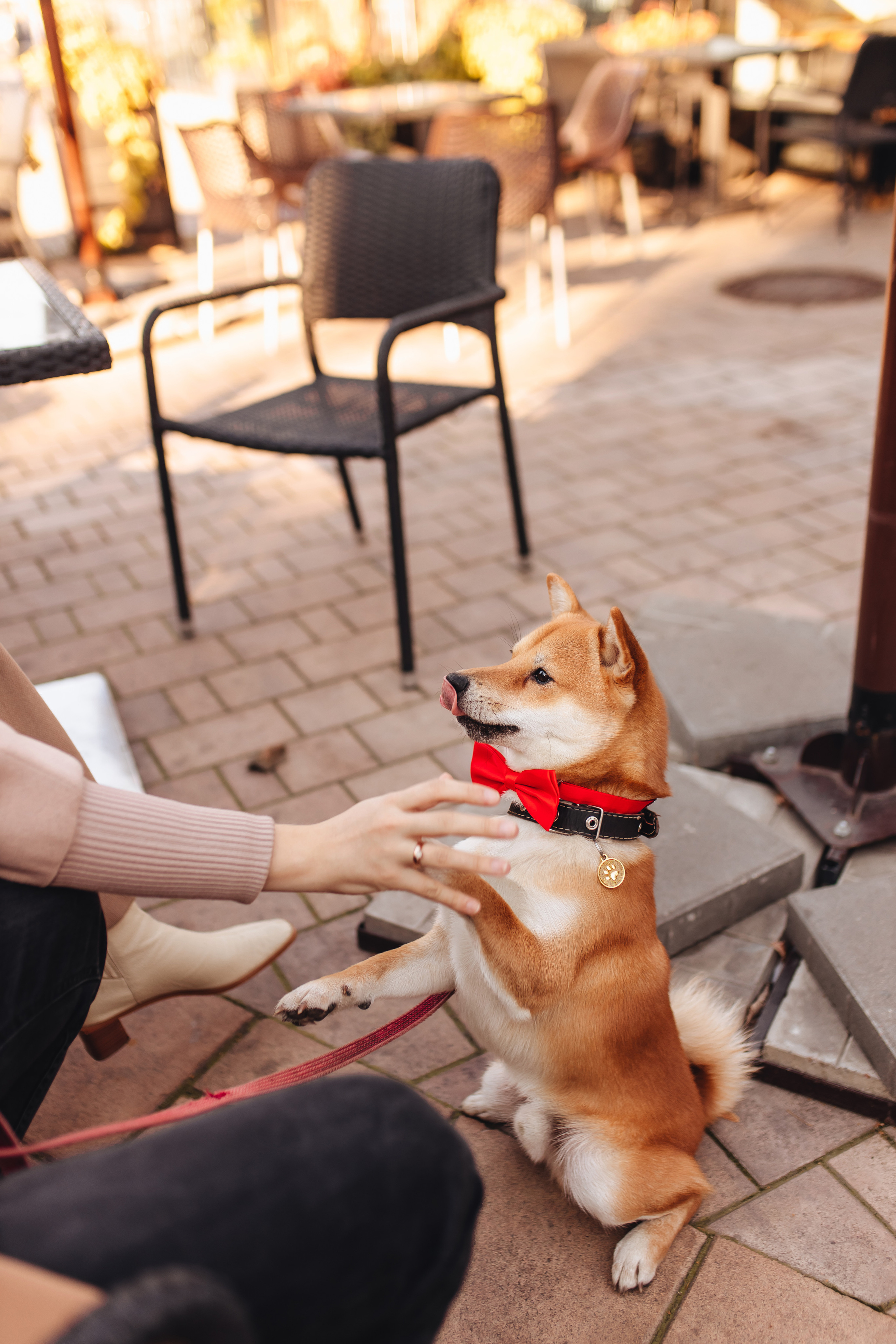 Антон, Соня и Симба. Свадебный и семейный фотограф в Туле и области Маша Костина