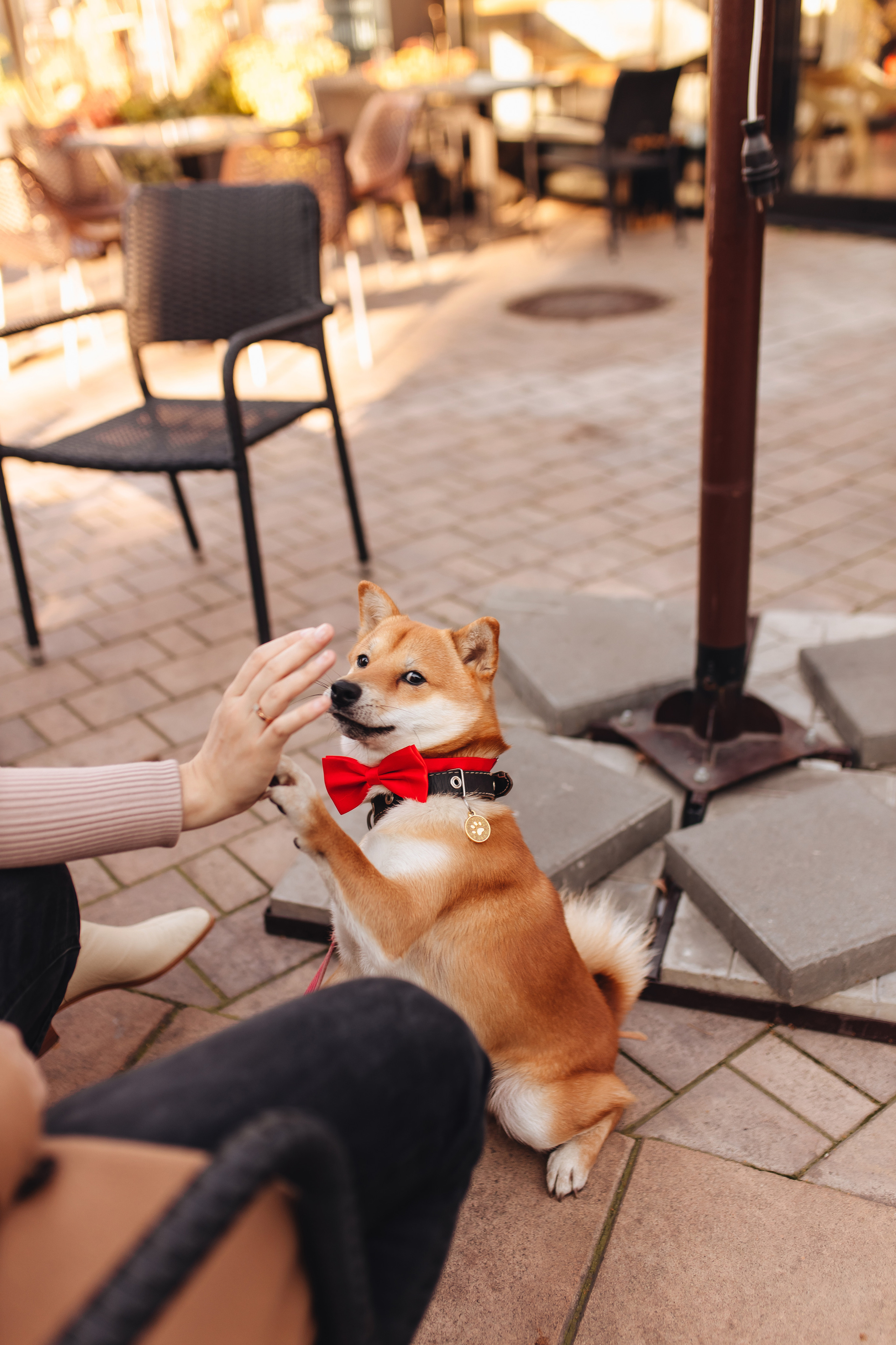Антон, Соня и Симба. Свадебный и семейный фотограф в Туле и области Маша Костина