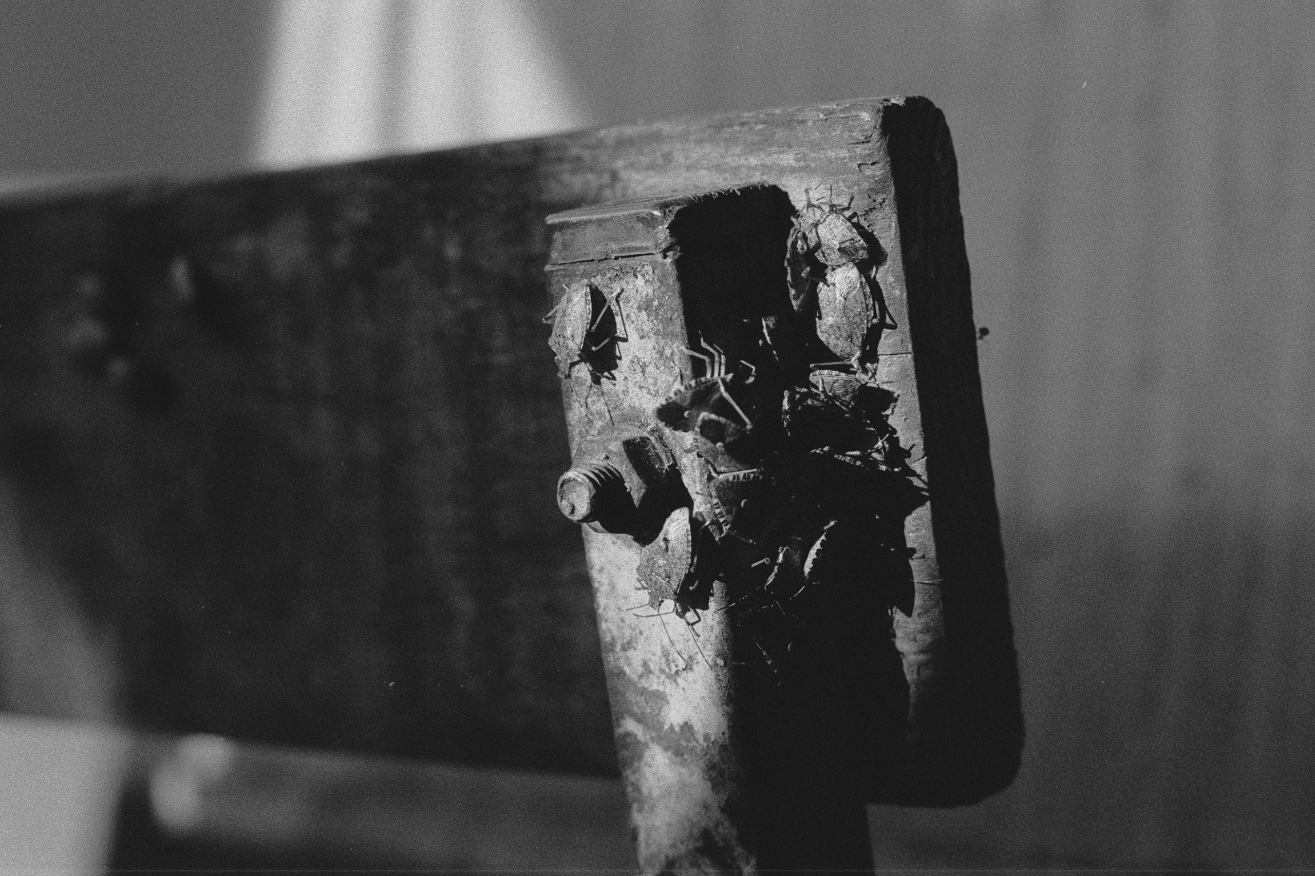 About trees, insects and humans. Natalya Madilyan