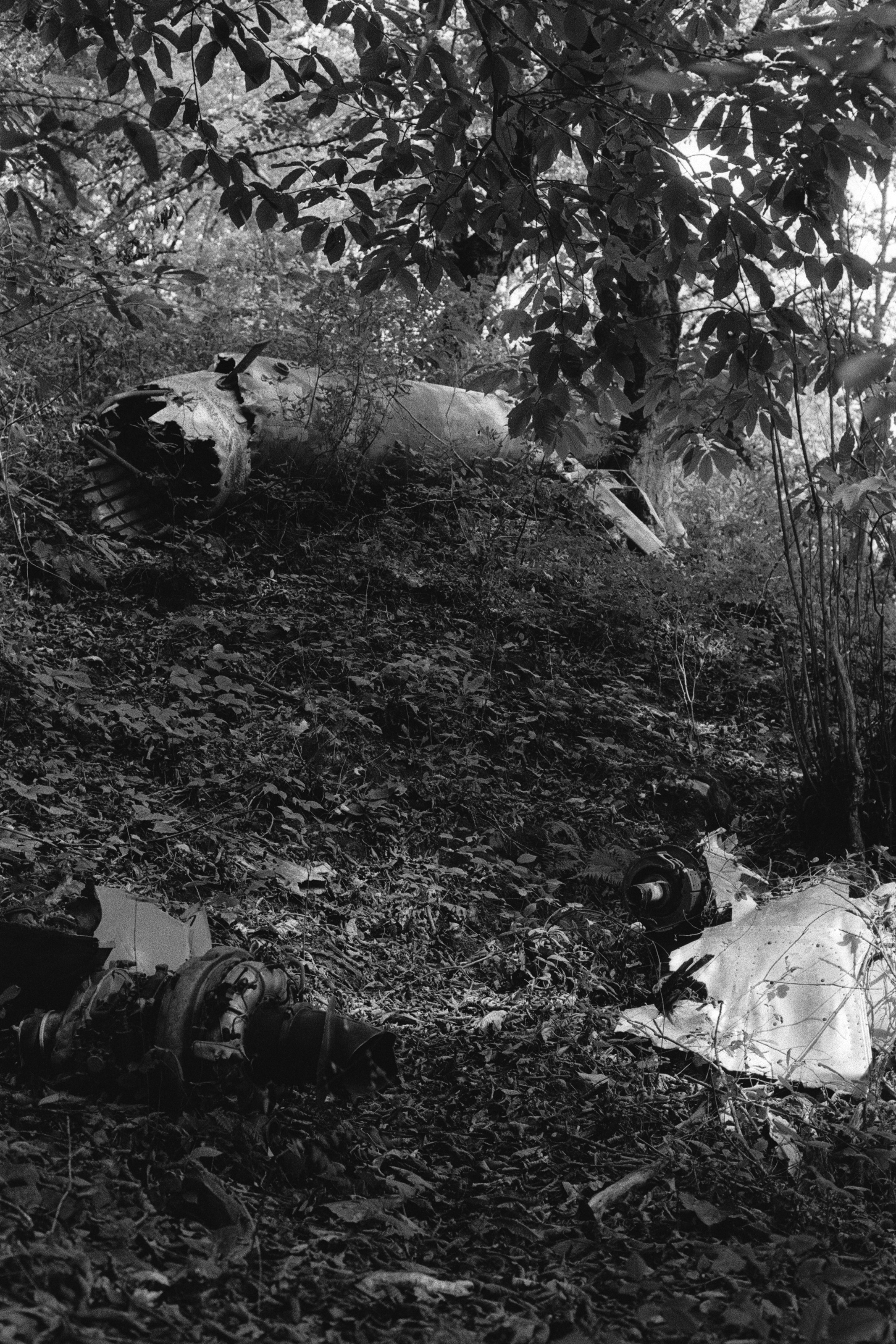 About trees, insects and humans. Natalya Madilyan