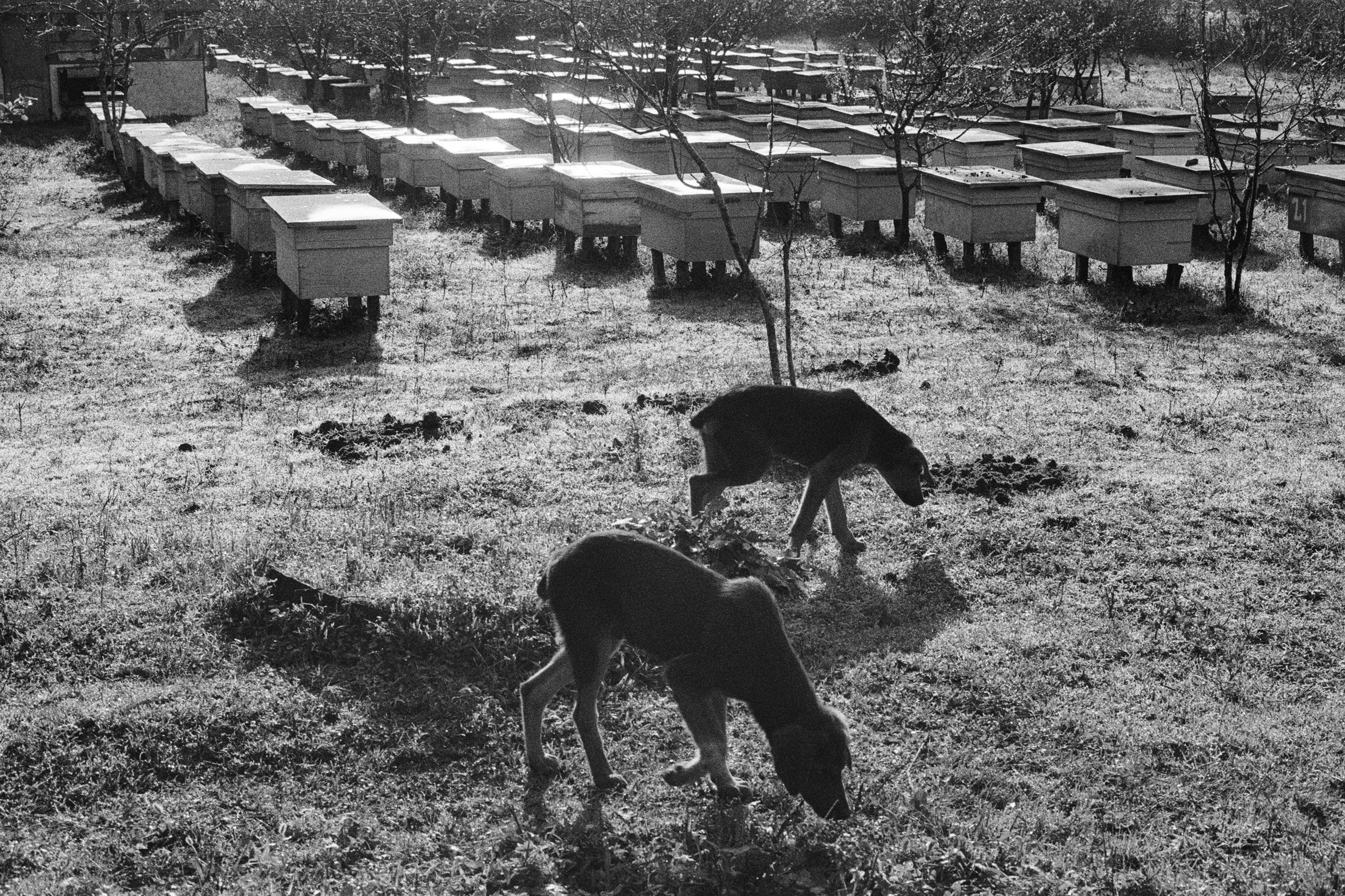 About trees, insects and humans. Natalya Madilyan