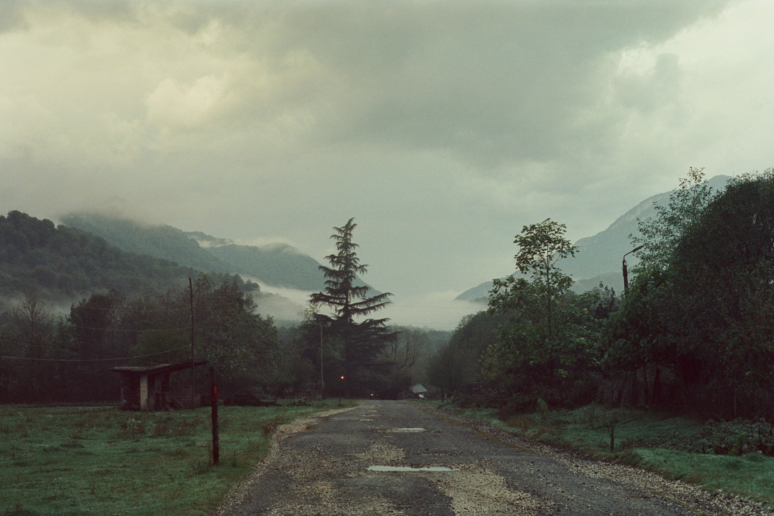 About trees, insects and humans. Natalya Madilyan