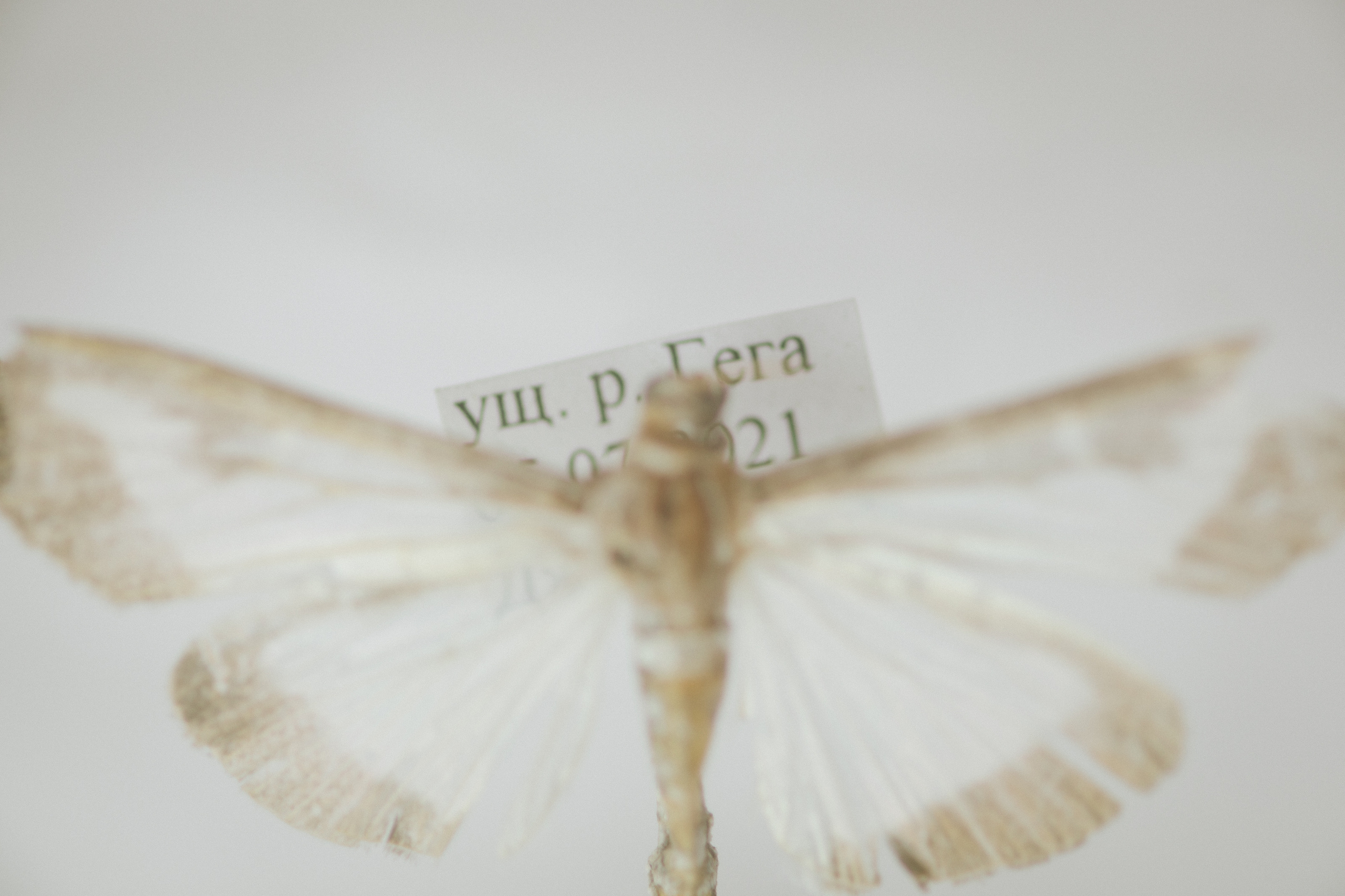 About trees, insects and humans. Natalya Madilyan