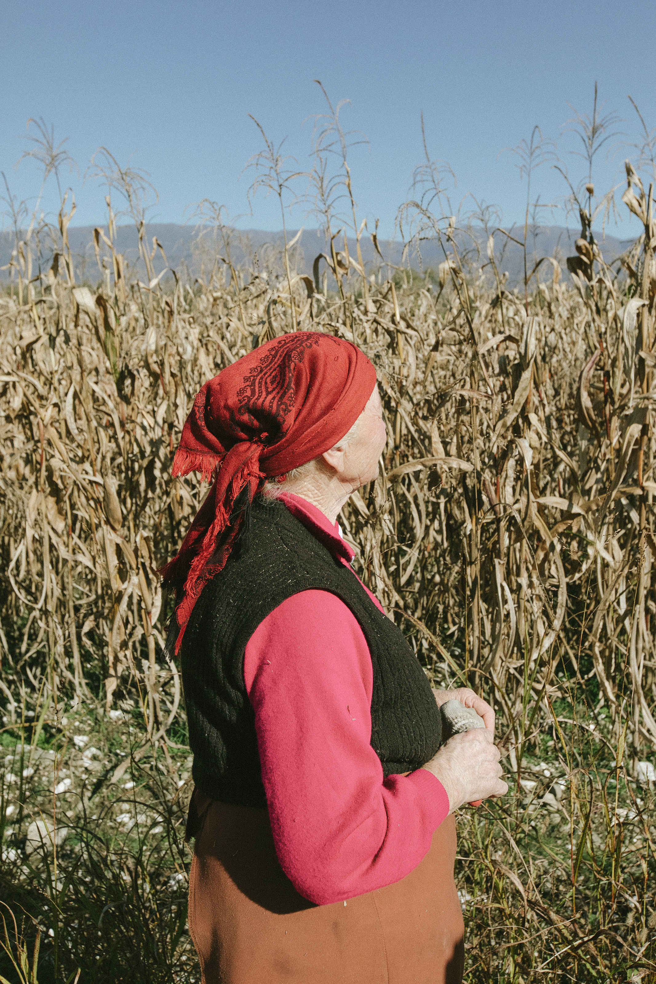 About trees, insects and humans. Natalya Madilyan