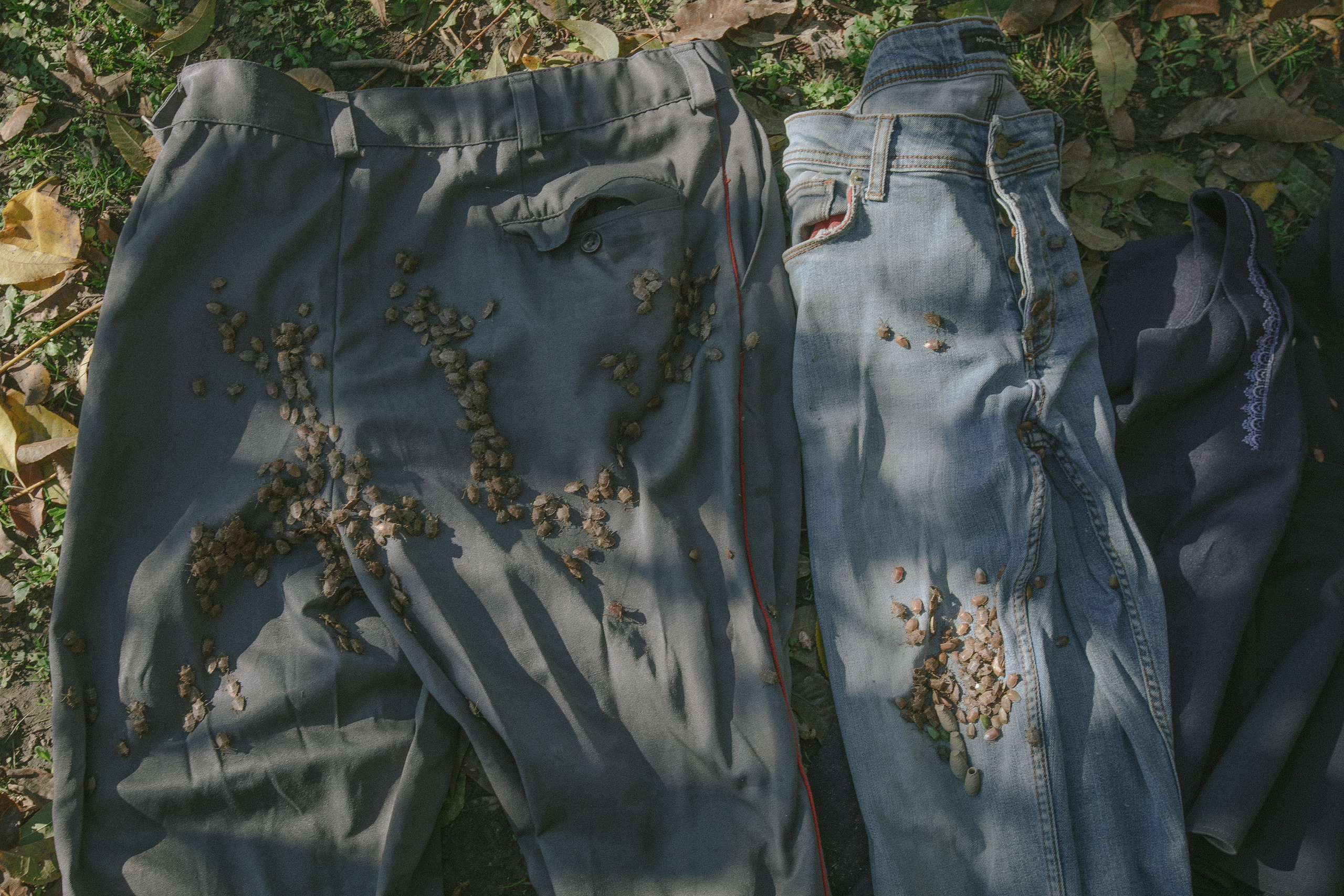 About trees, insects and humans. Natalya Madilyan