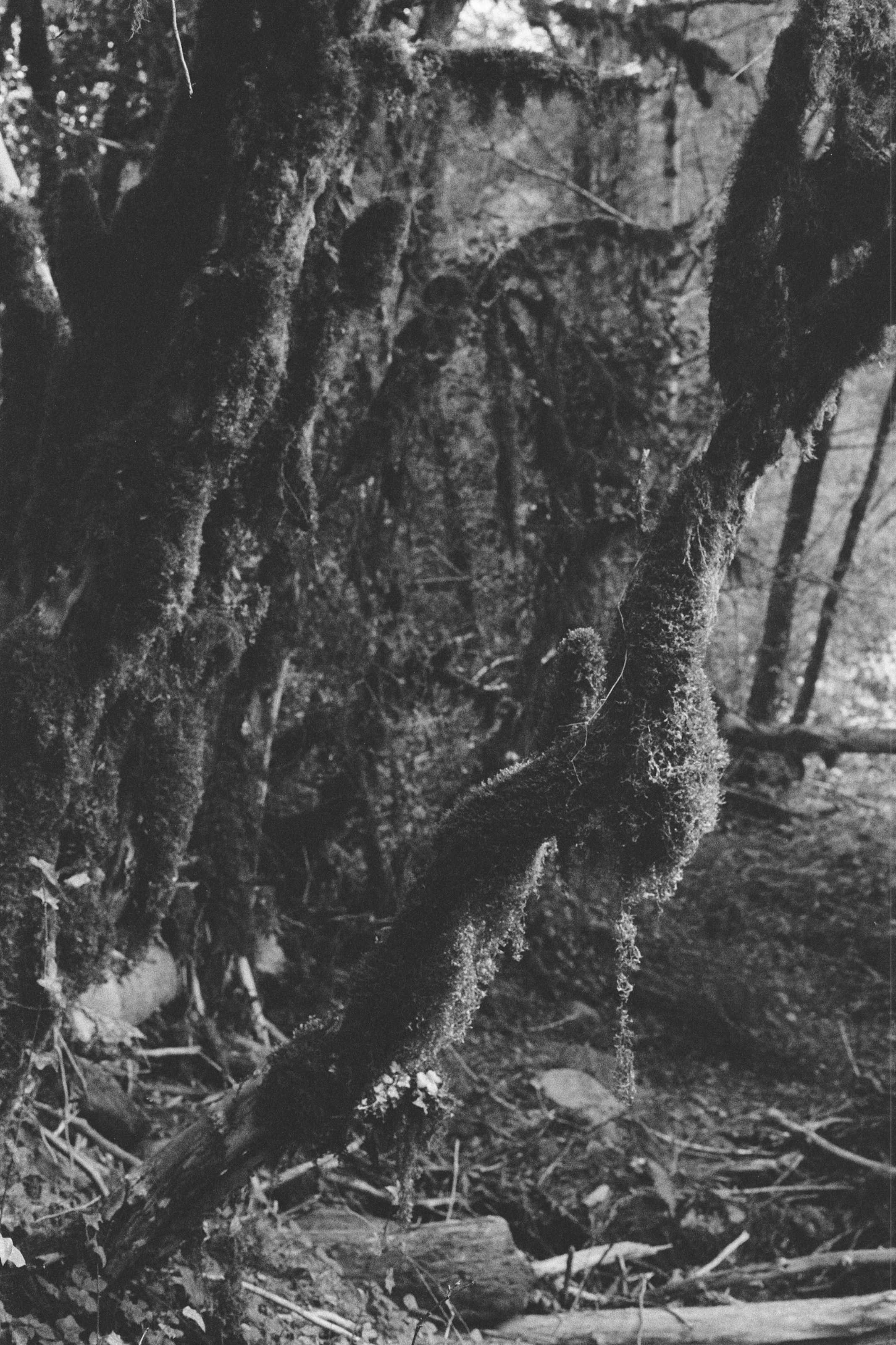 About trees, insects and humans. Natalya Madilyan