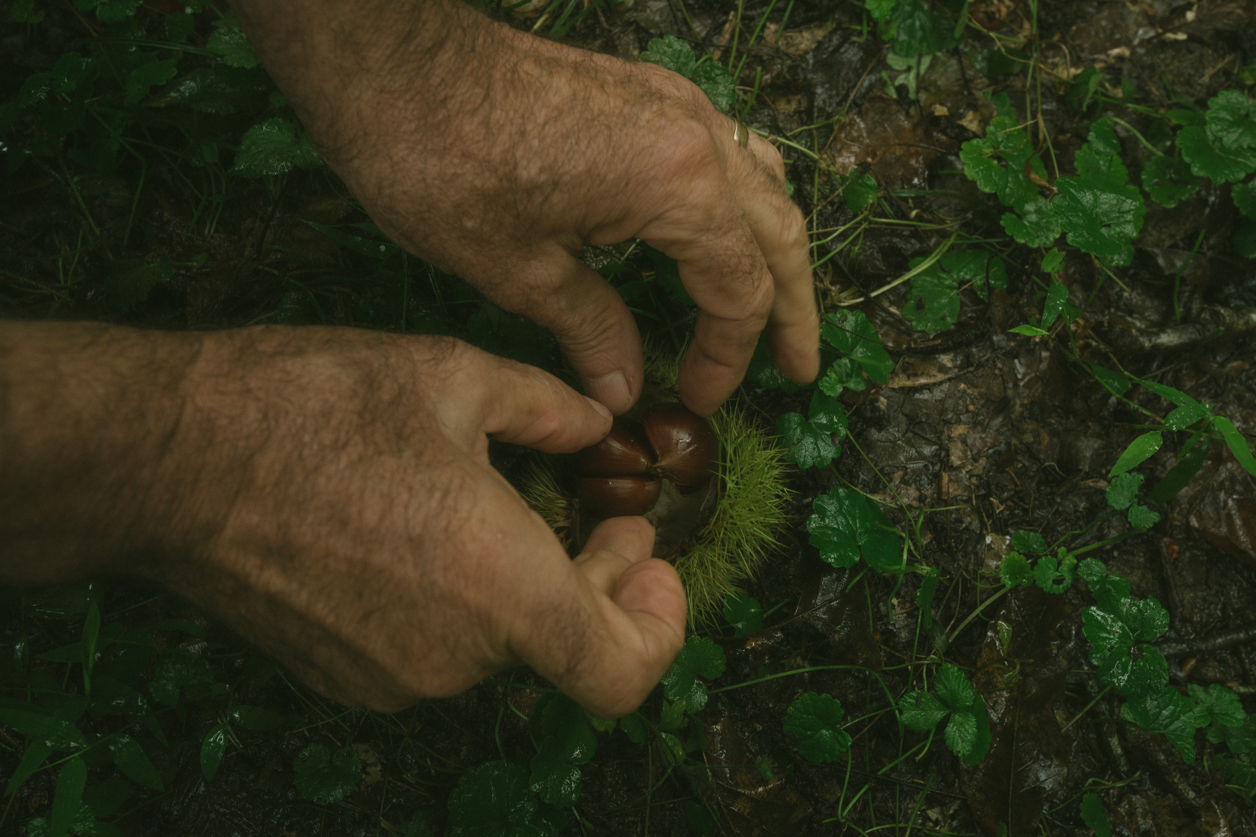 About trees, insects and humans. Natalya Madilyan