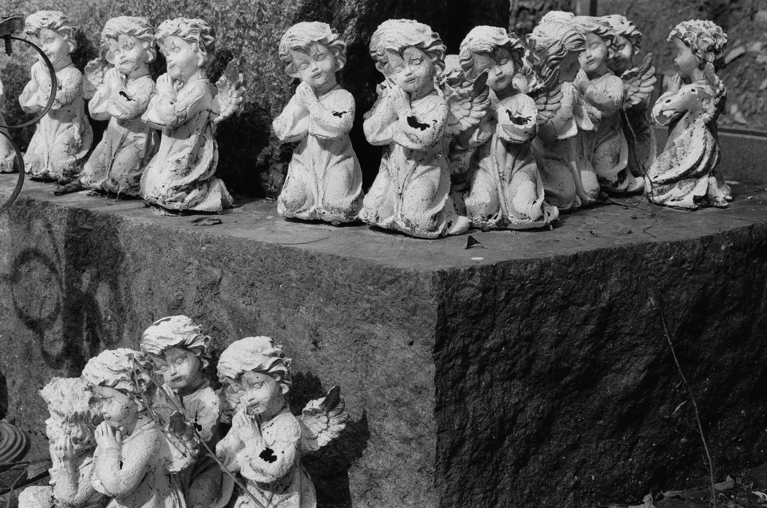 About trees, insects and humans. Natalya Madilyan