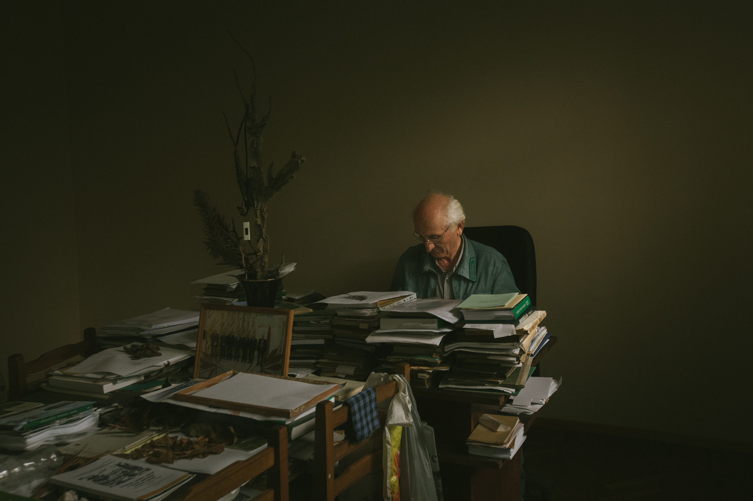 About trees, insects and humans. Natalya Madilyan