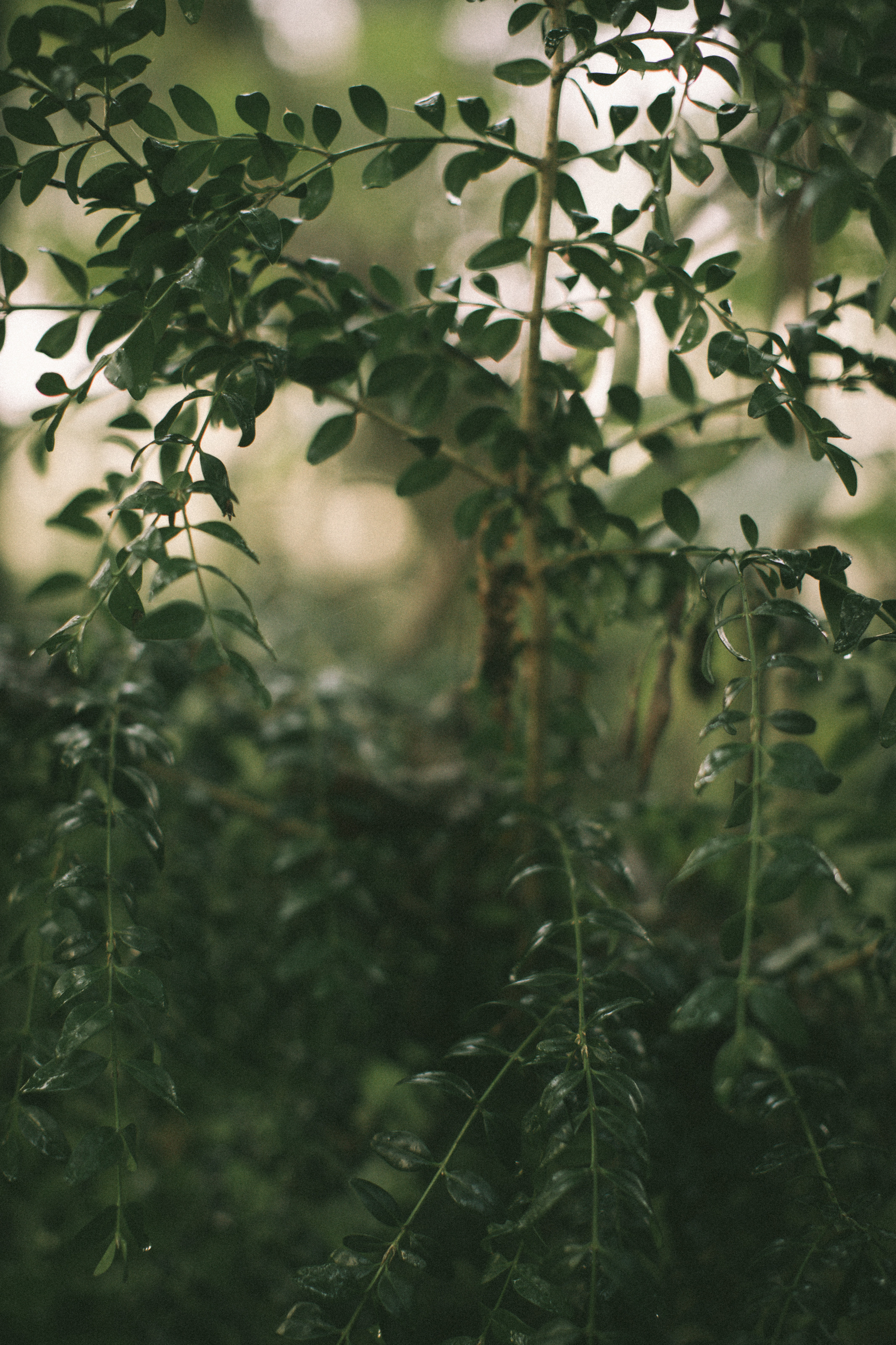 About trees, insects and humans. Natalya Madilyan