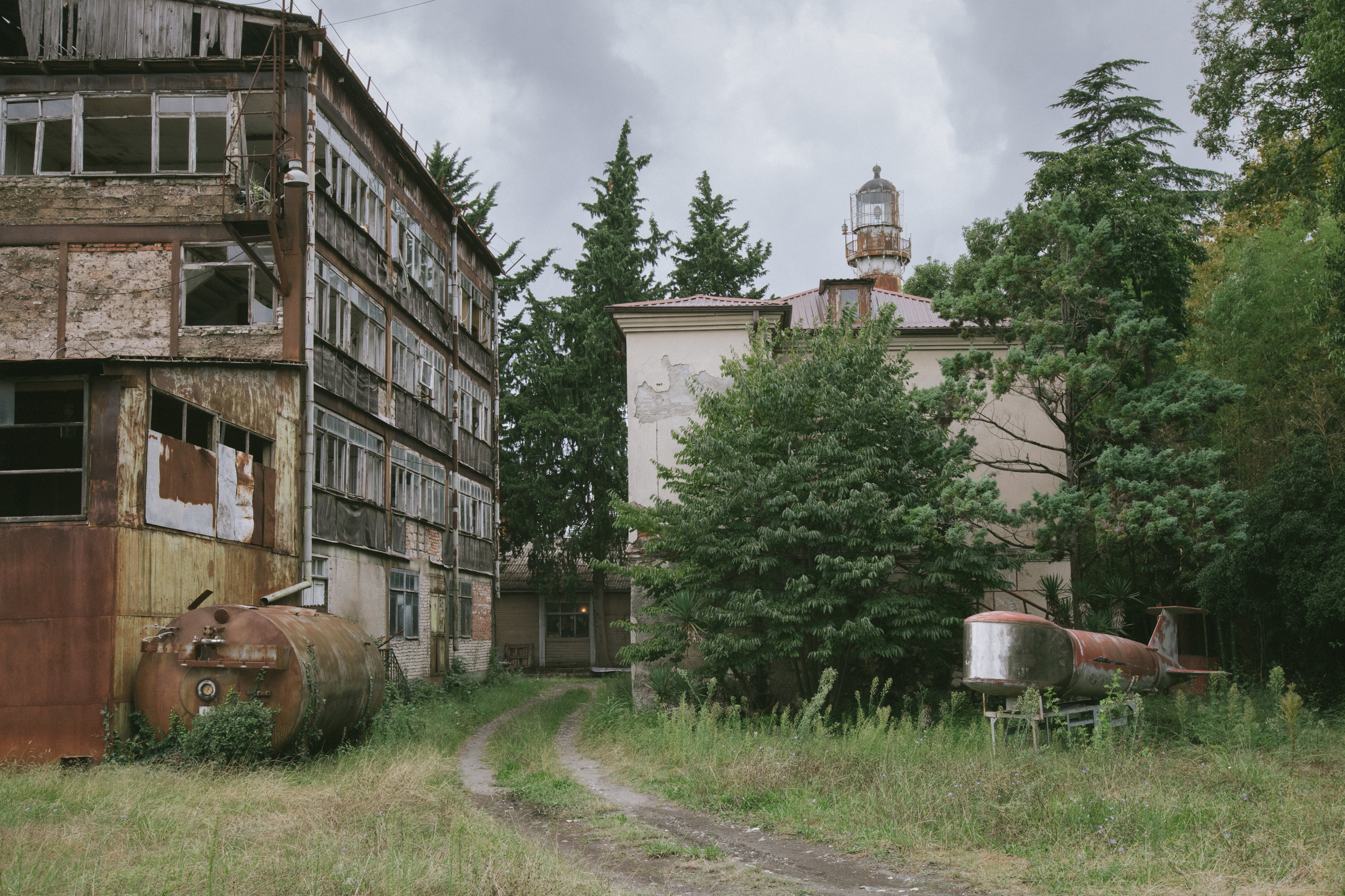 About trees, insects and humans. Natalya Madilyan