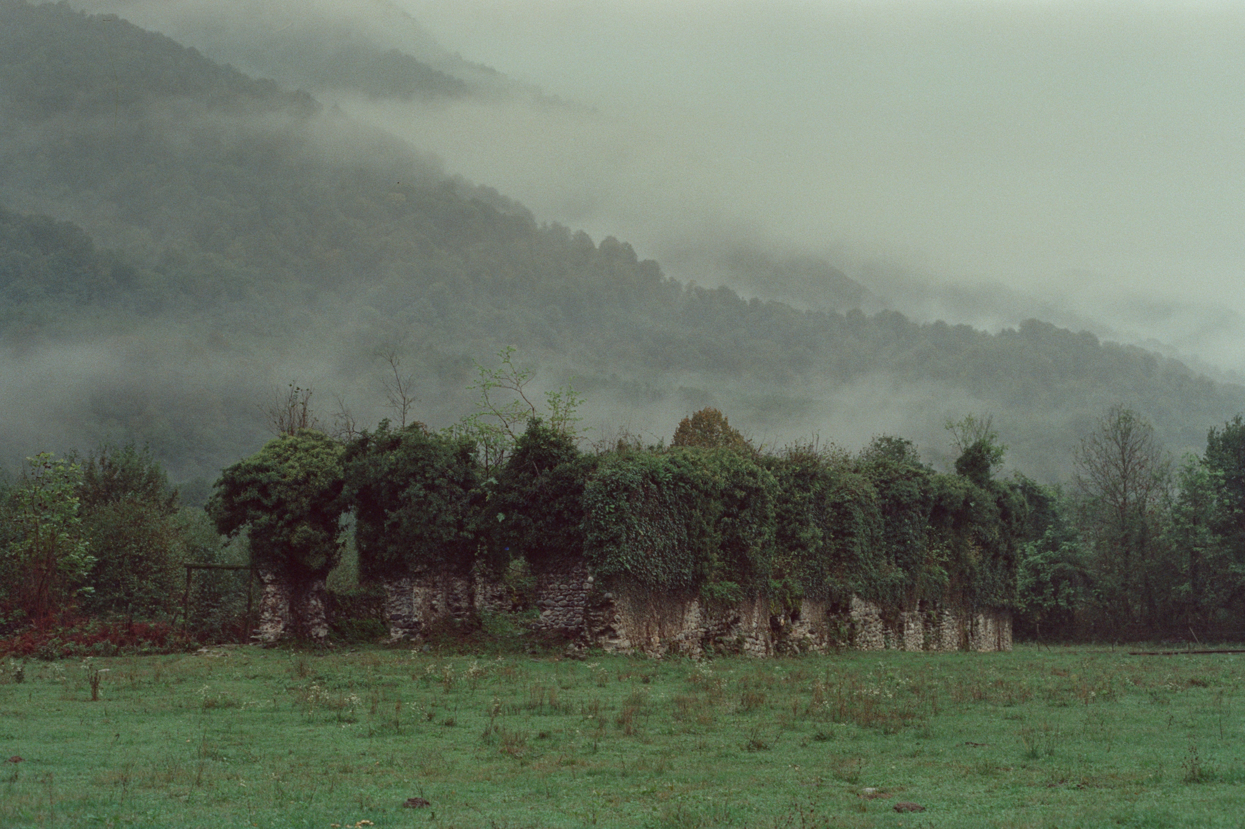 About trees, insects and humans. Natalya Madilyan