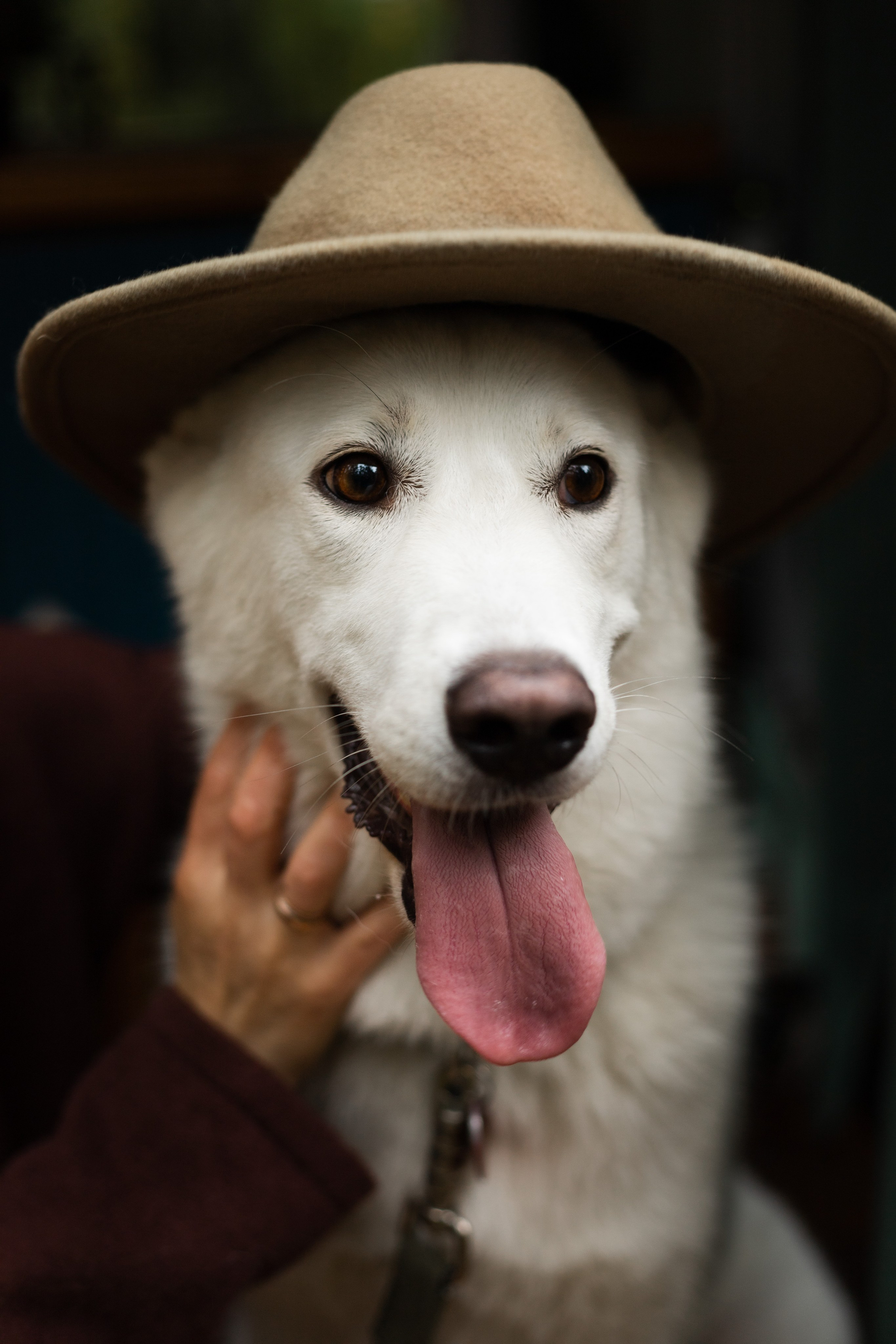 Таня и Зефирка. Фотосессия в парке с собакой. Семейный и детский фотограф в Санкт-Петербурге Павлова Елена