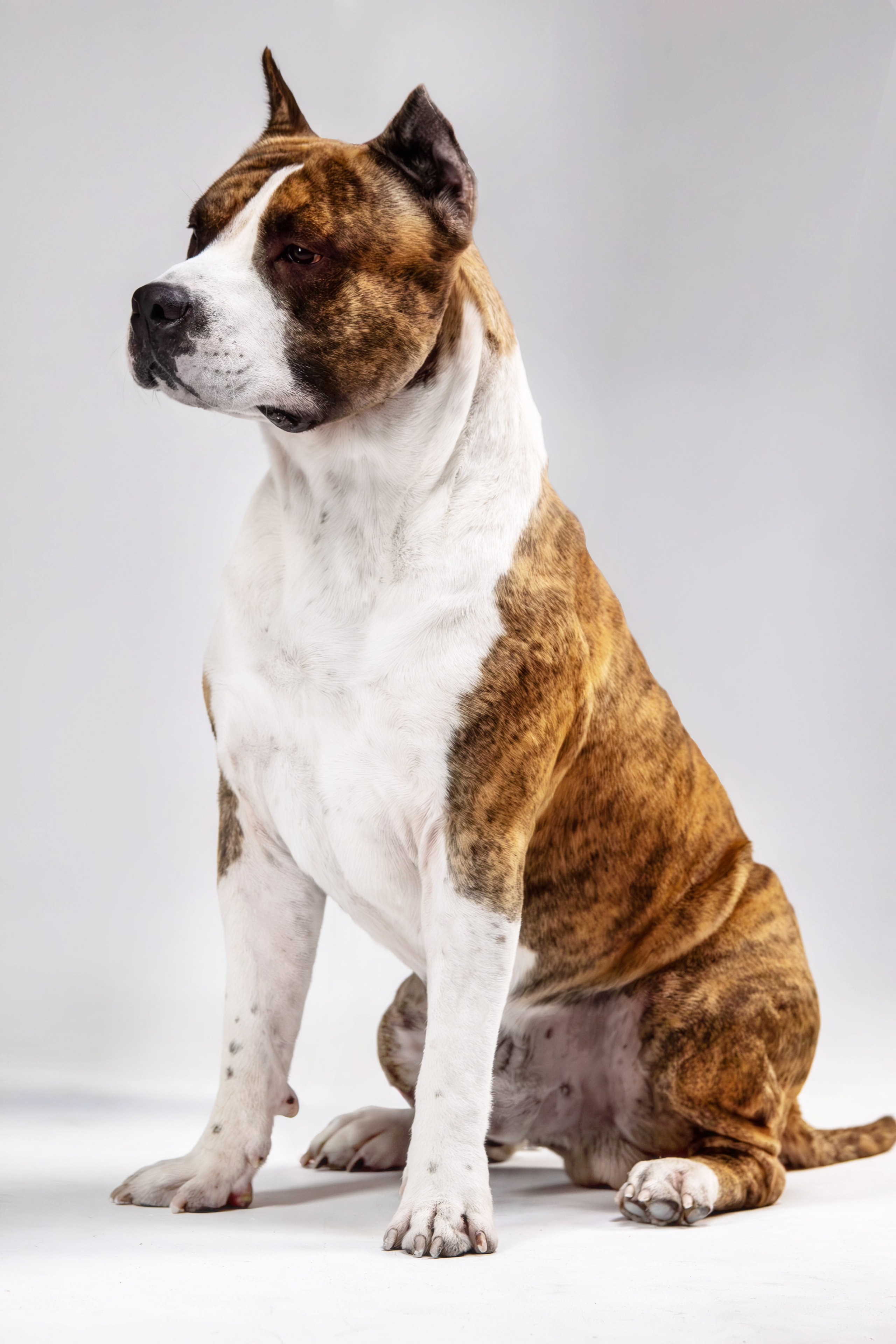 Фотосессия с животными. Фотограф анималист — Тула, Москва