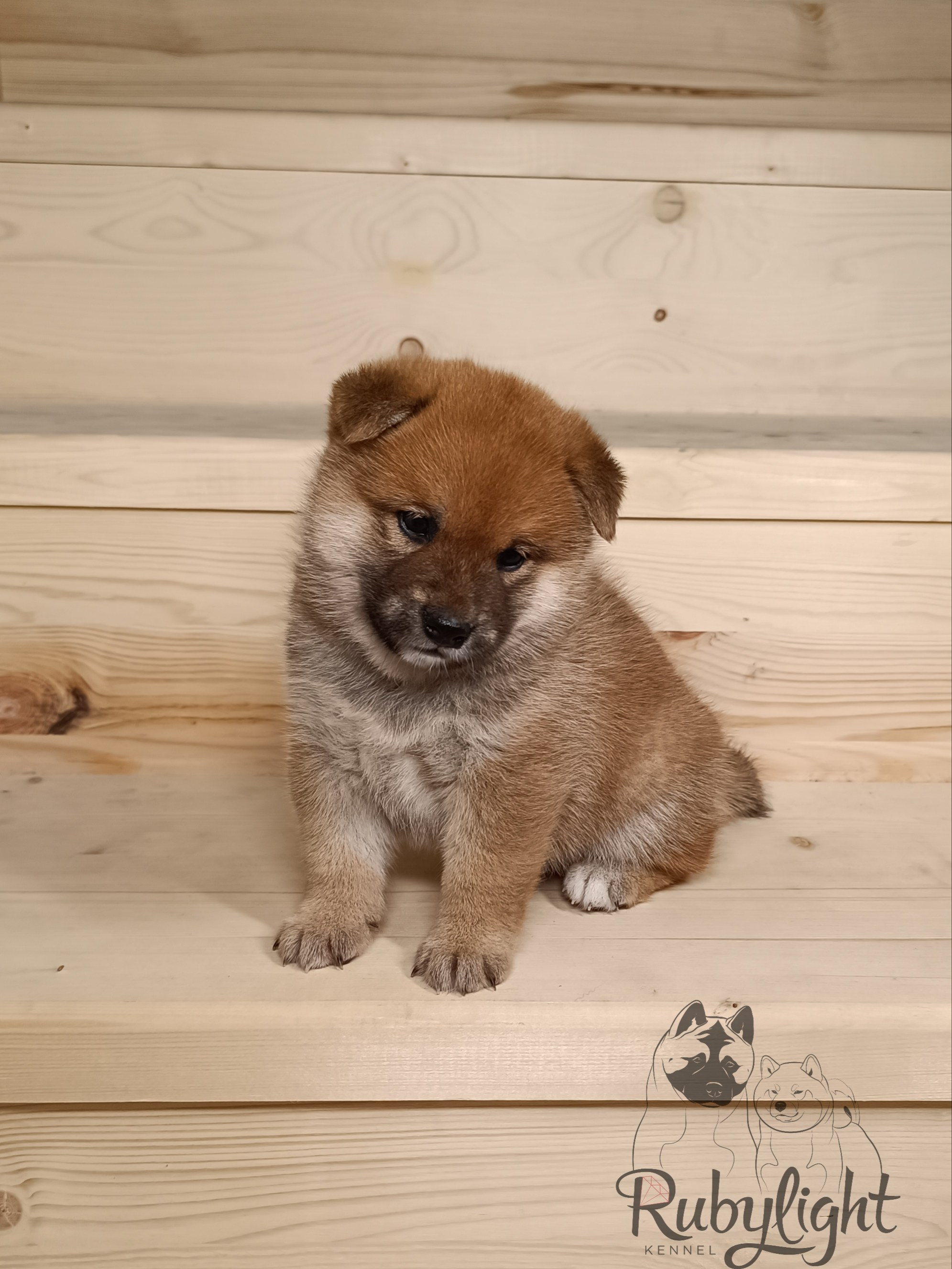 Сиба Rubylight Everest питомник Рубилайт 