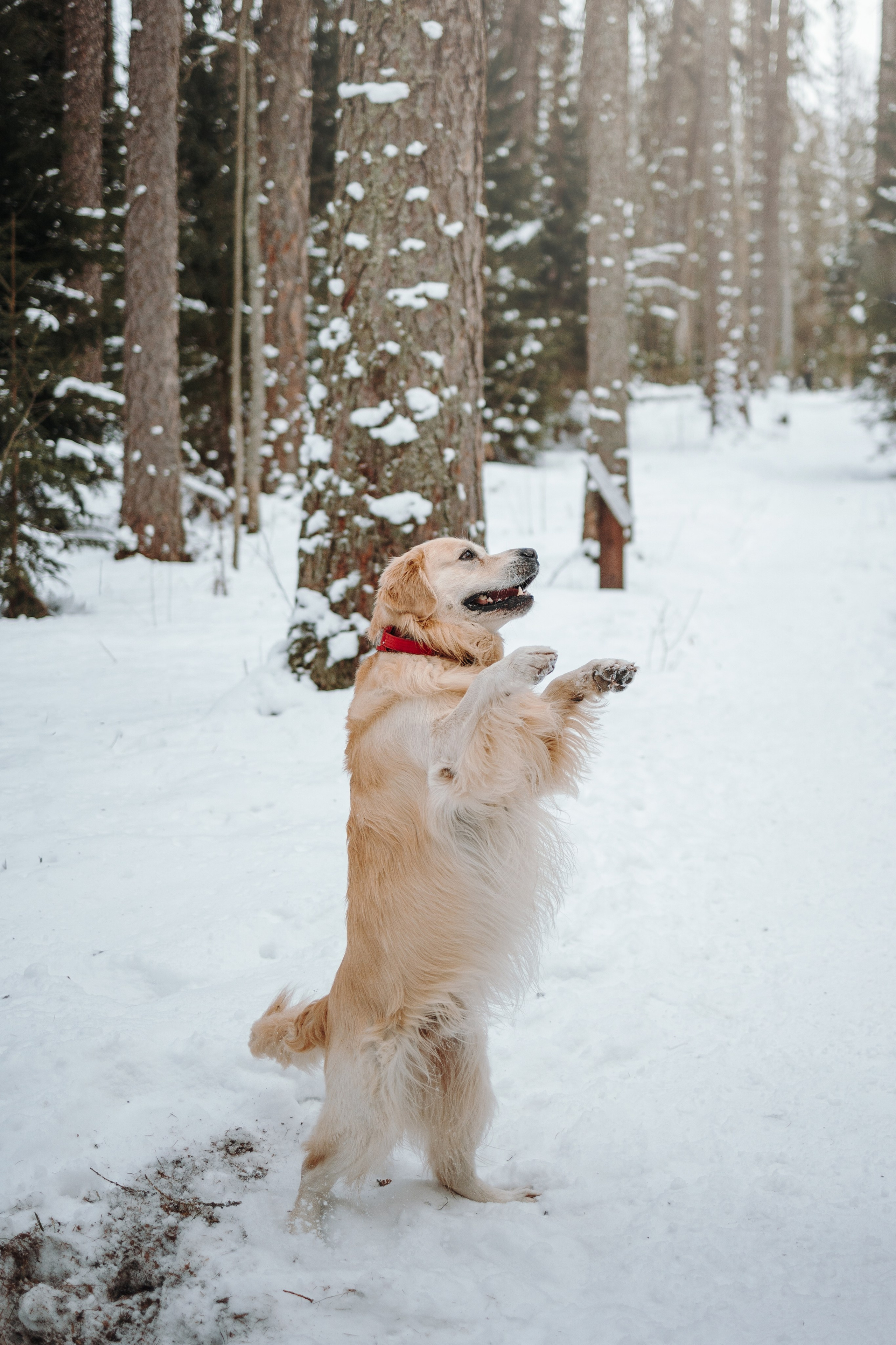 Вика и Лёва. Фотограф — Анималист | Санкт-Петербург