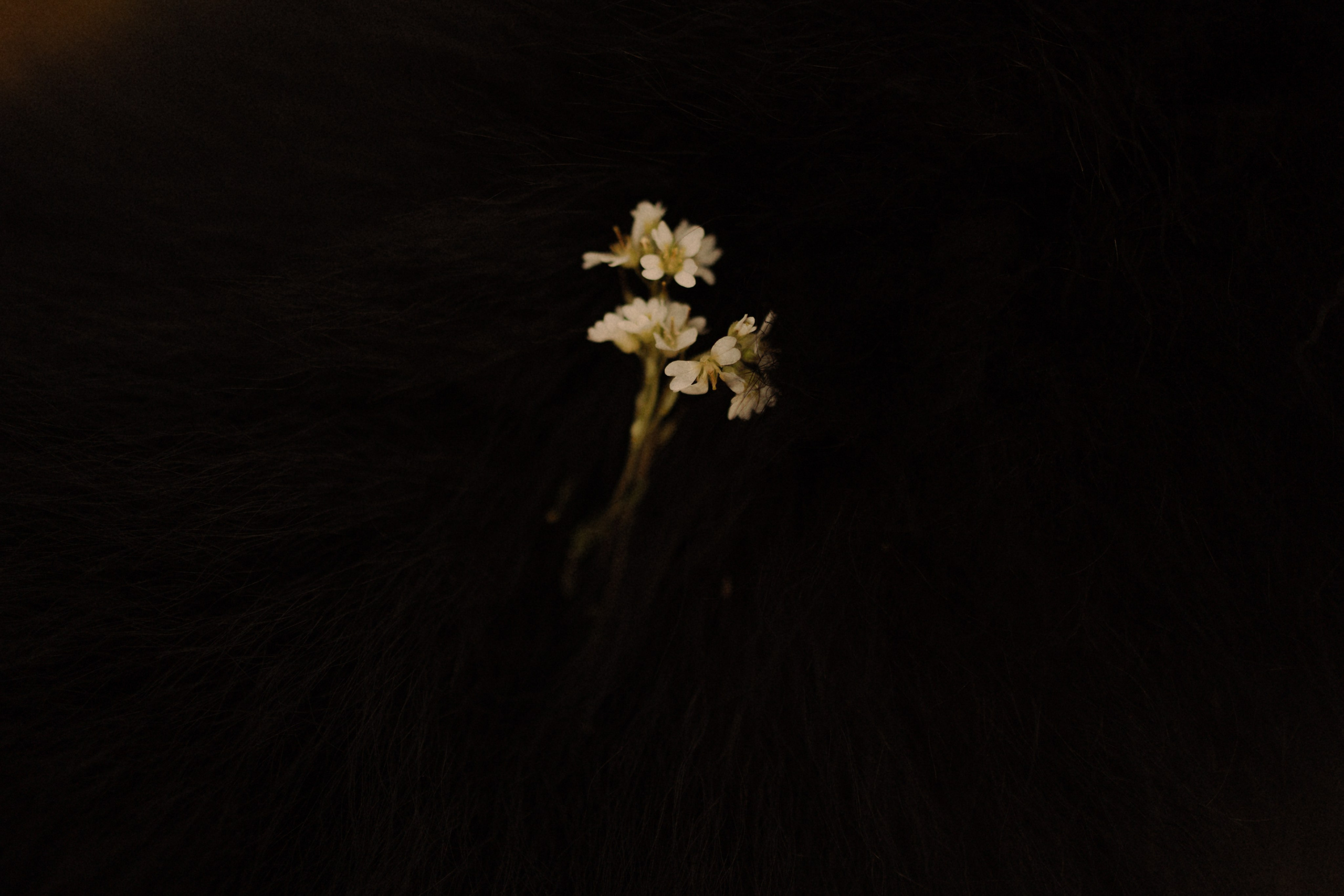 Лора и Джанго. Фотограф — Анималист | Санкт-Петербург