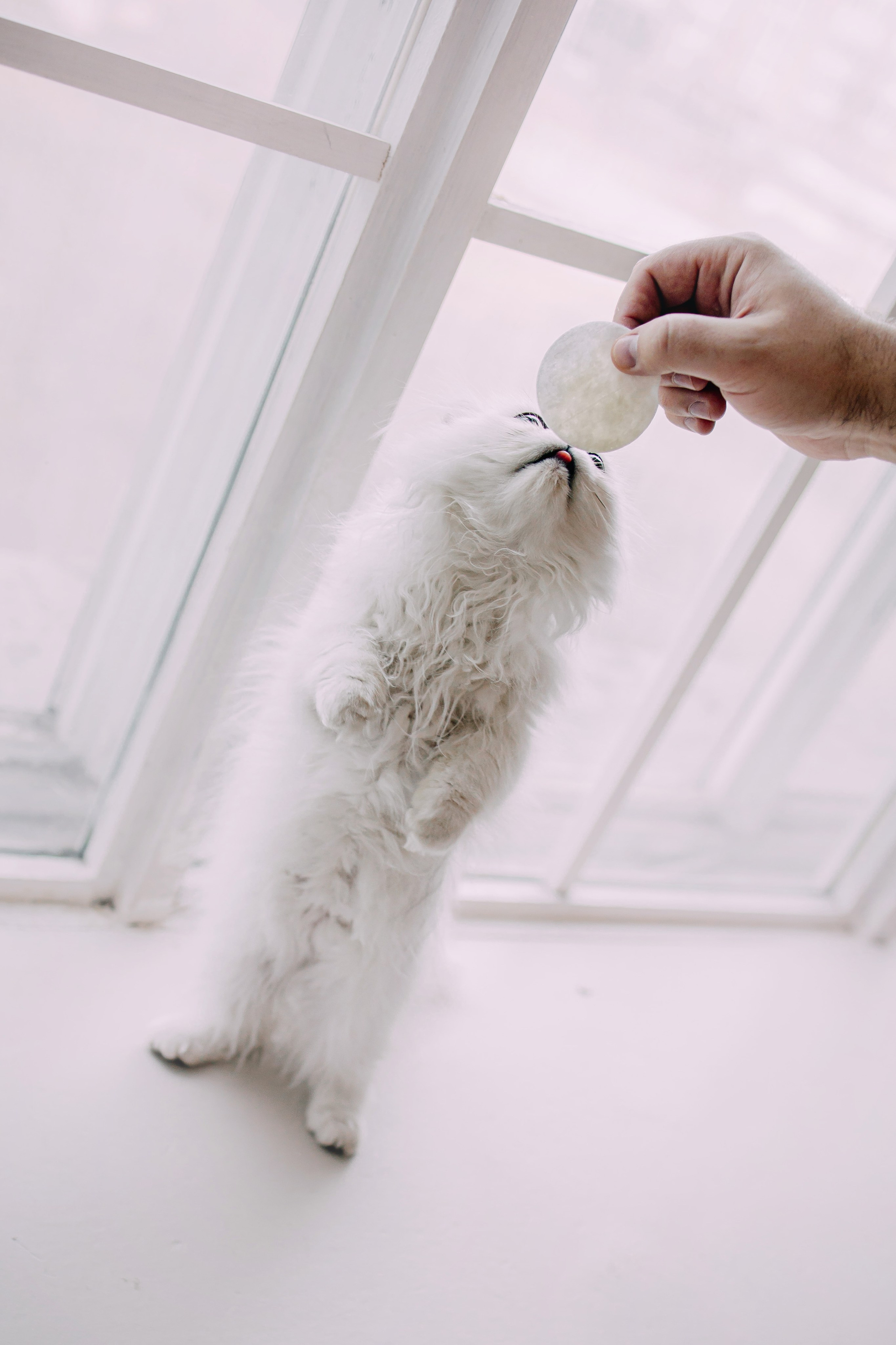 Султан, Мэй Мэй и Шанталь и их семья