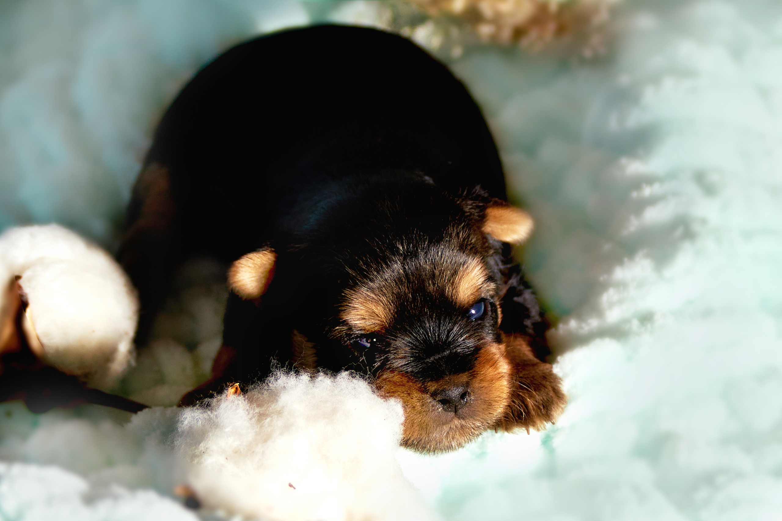 Фотосессия щенков от 7-и дней в стиле ньюборн. Фотограф анималист — Тула, Москва