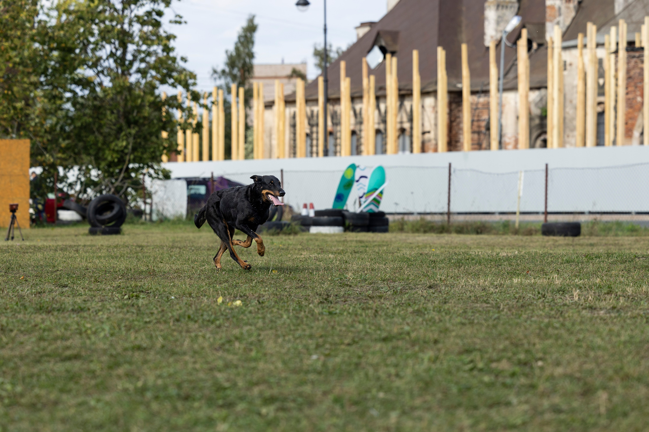 Испытания по Мондьорингу г. Пушкин. Фотограф-анималист Анна Маринич