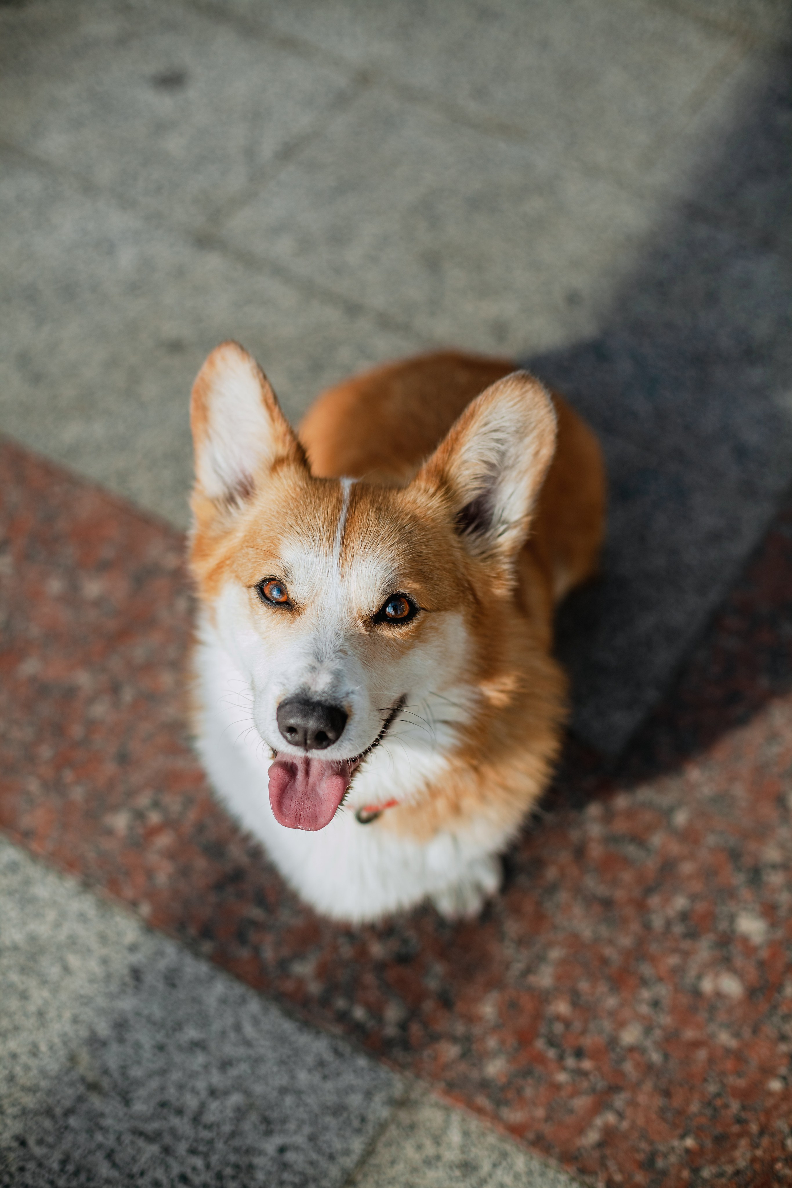 Андреевский мост. Фотограф-анималист Татьяна Степанова
