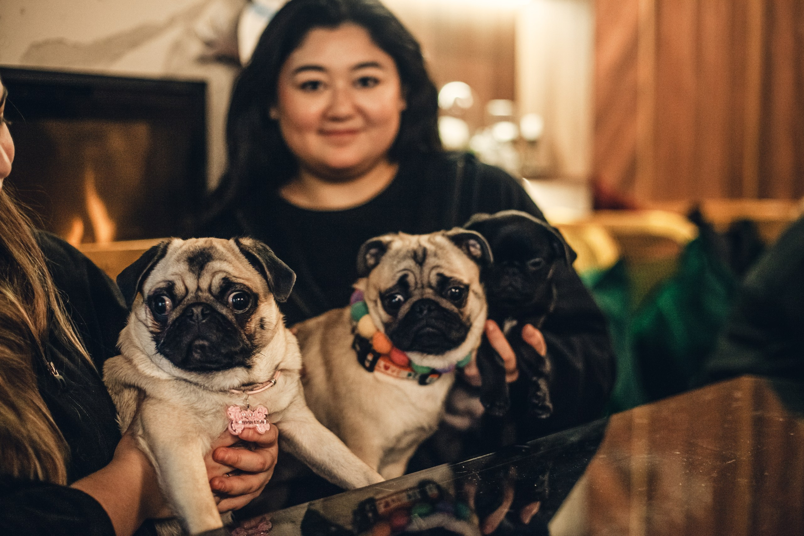 Мопсовстреча 02.12.2023. Фотограф-анималист Татьяна Степанова