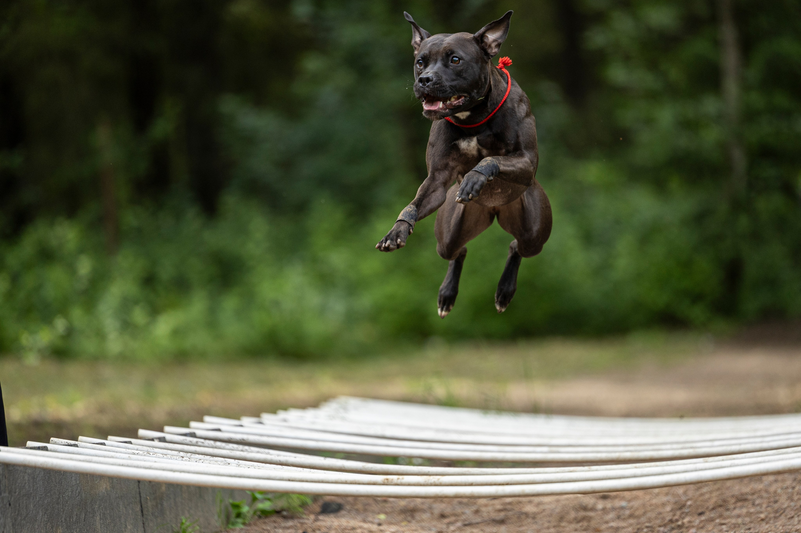 Пит-стафф многоборье. Фотограф-анималист Анна Маринич