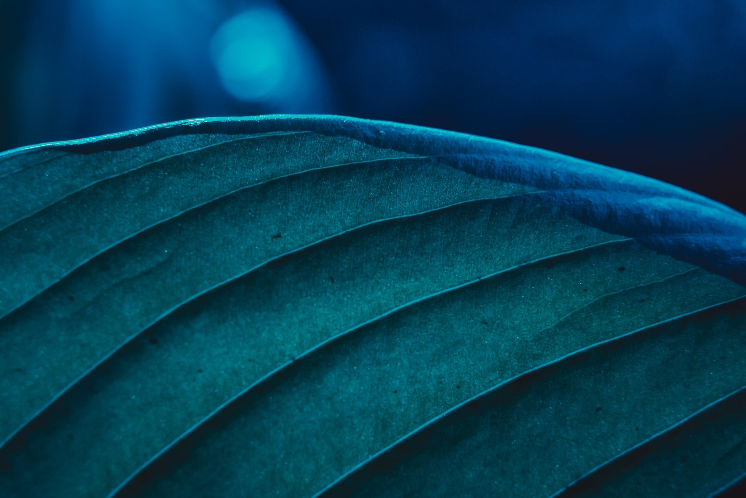 Макро. Предметный фотограф в Воронеже Дмитрий Игнатов