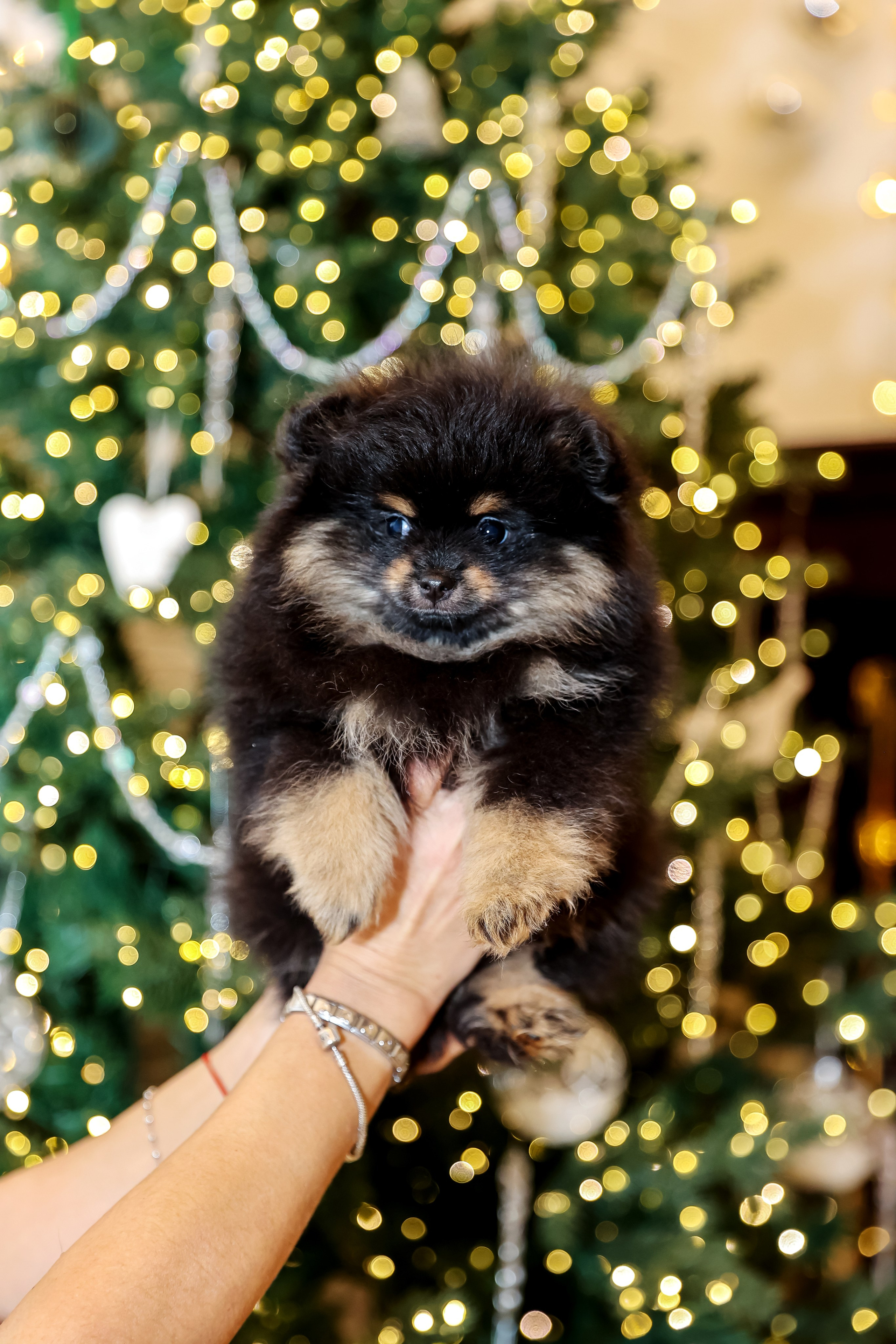 Съемка щенков шпица. Фотограф — Татьяна Кириллова, г. Санкт-Петербург