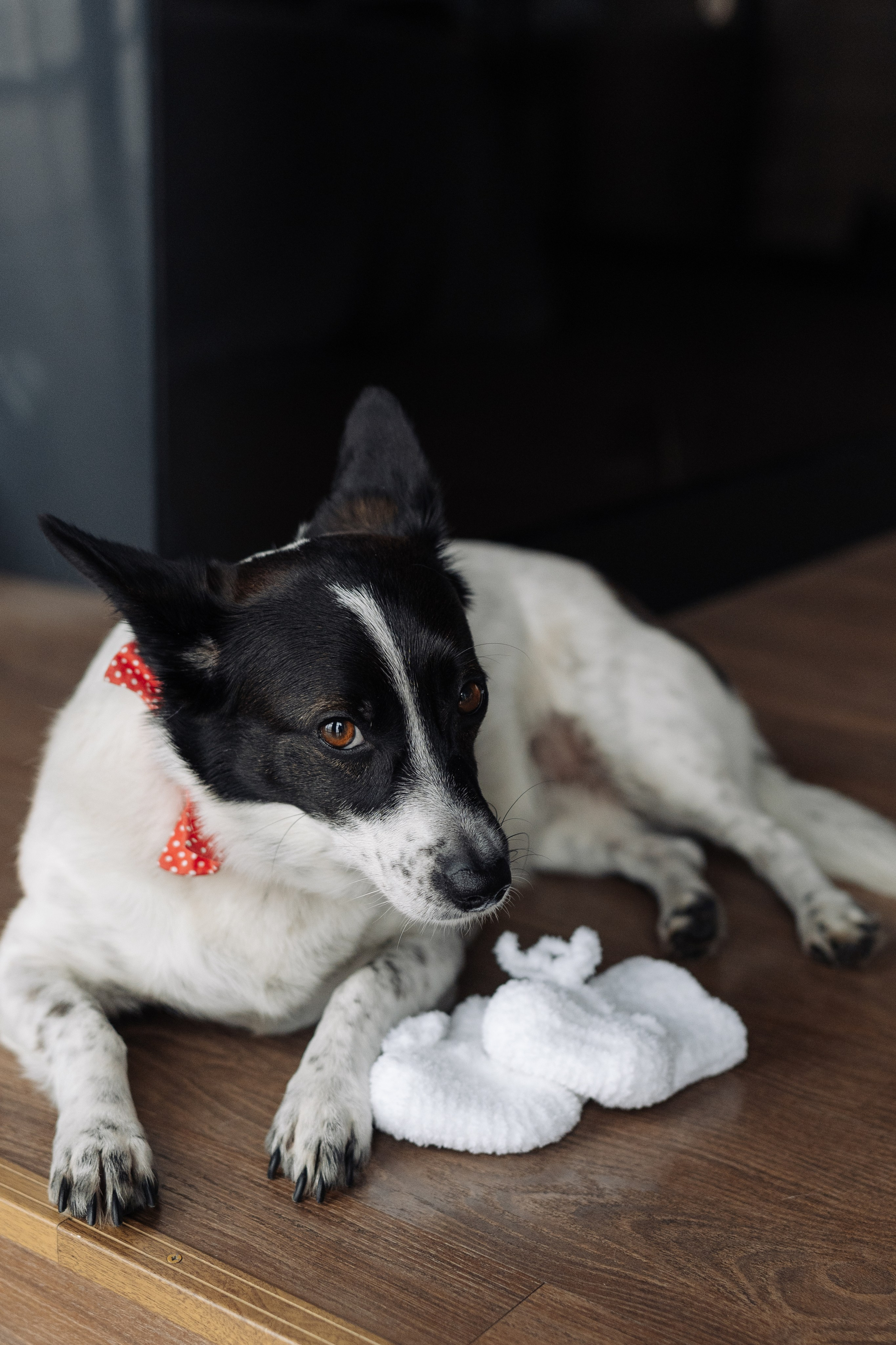 Вика Рустам и Марта). Свадебный и семейный фотограф Ксения Ржевская (Митрохина)