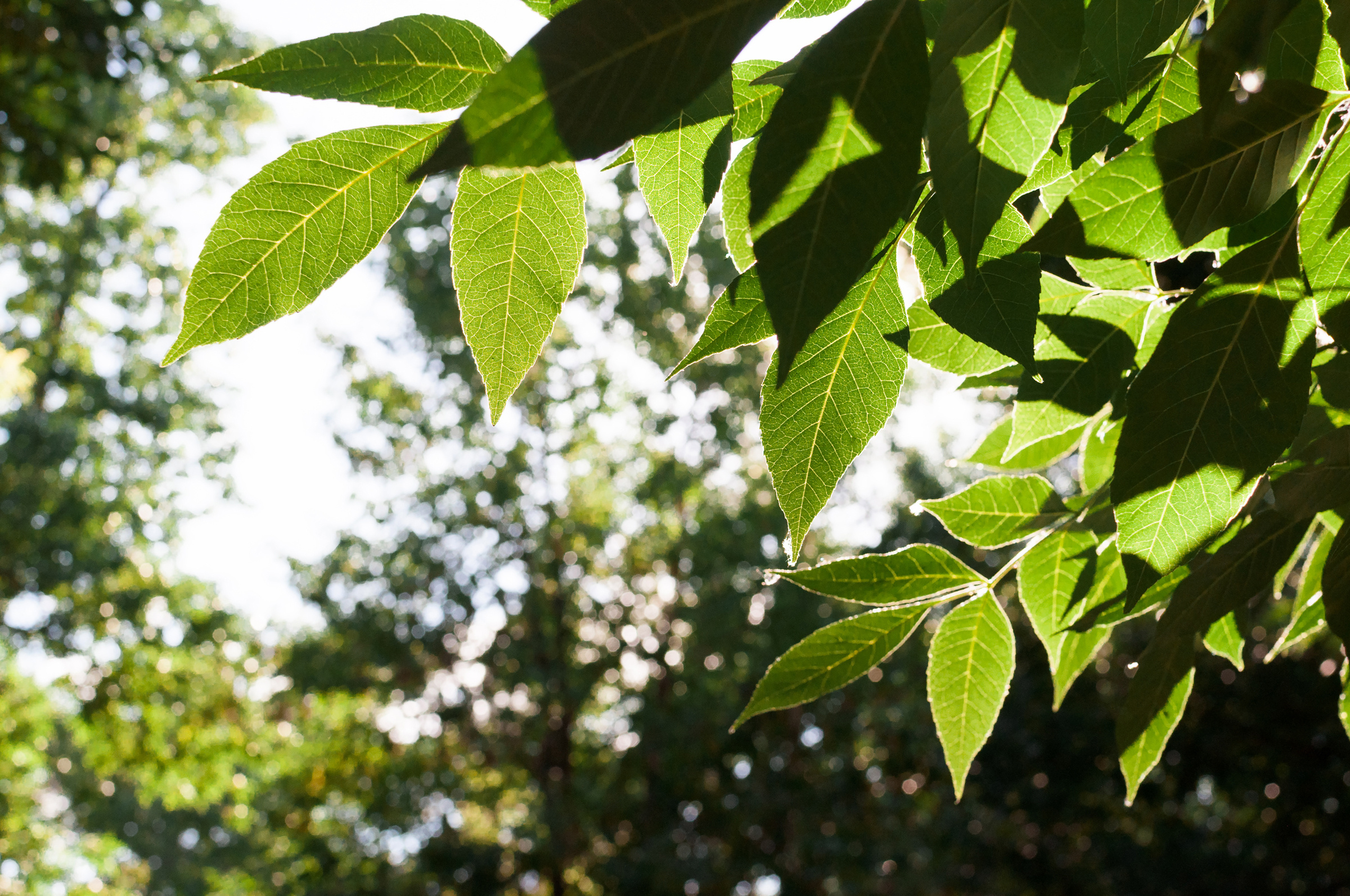 Love day ♥. Свадебный фотограф Волгоград Роман Брызгалин и Натали Никитина