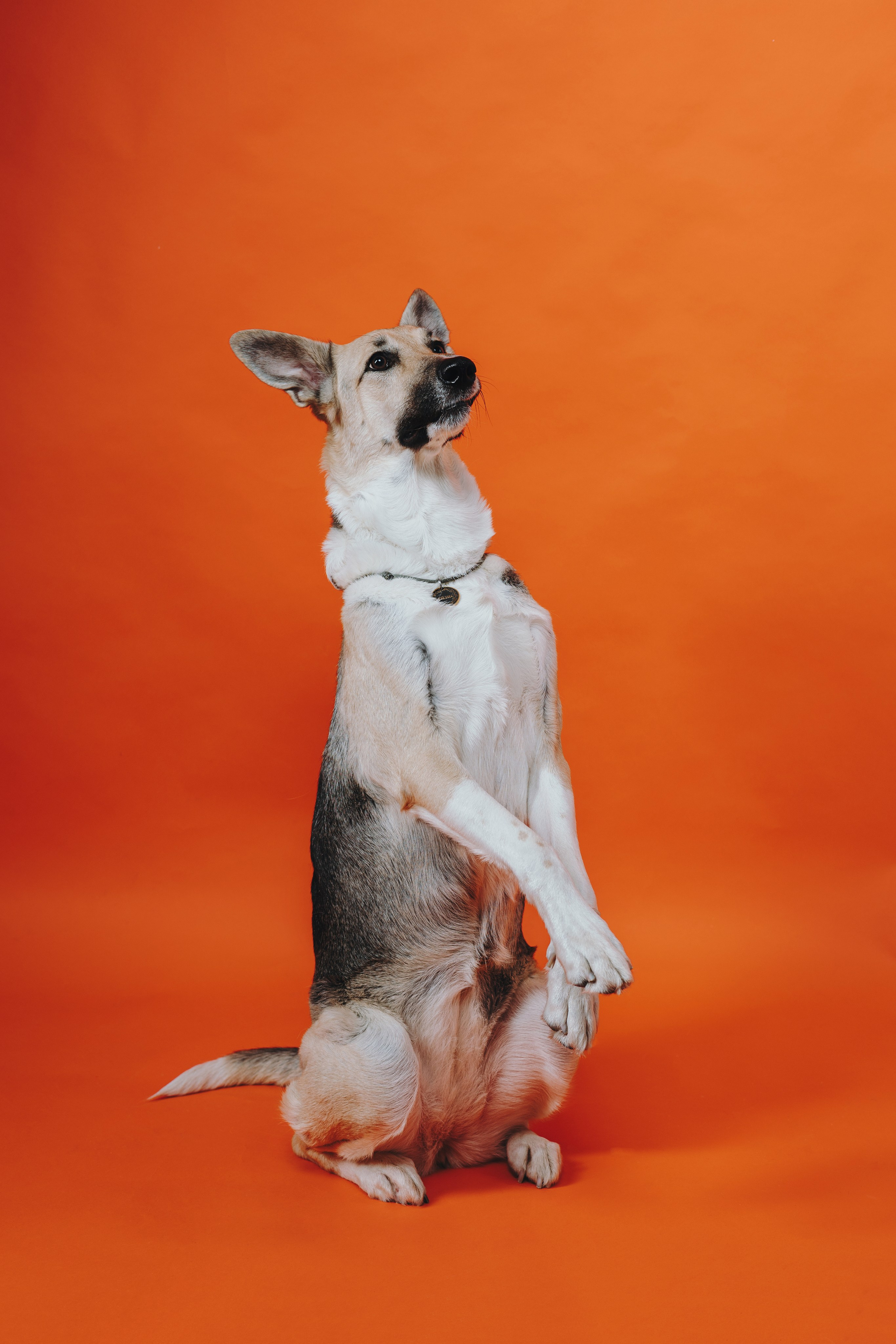 Анна и Бейлис. Фотограф — анималист Владивосток, Алина