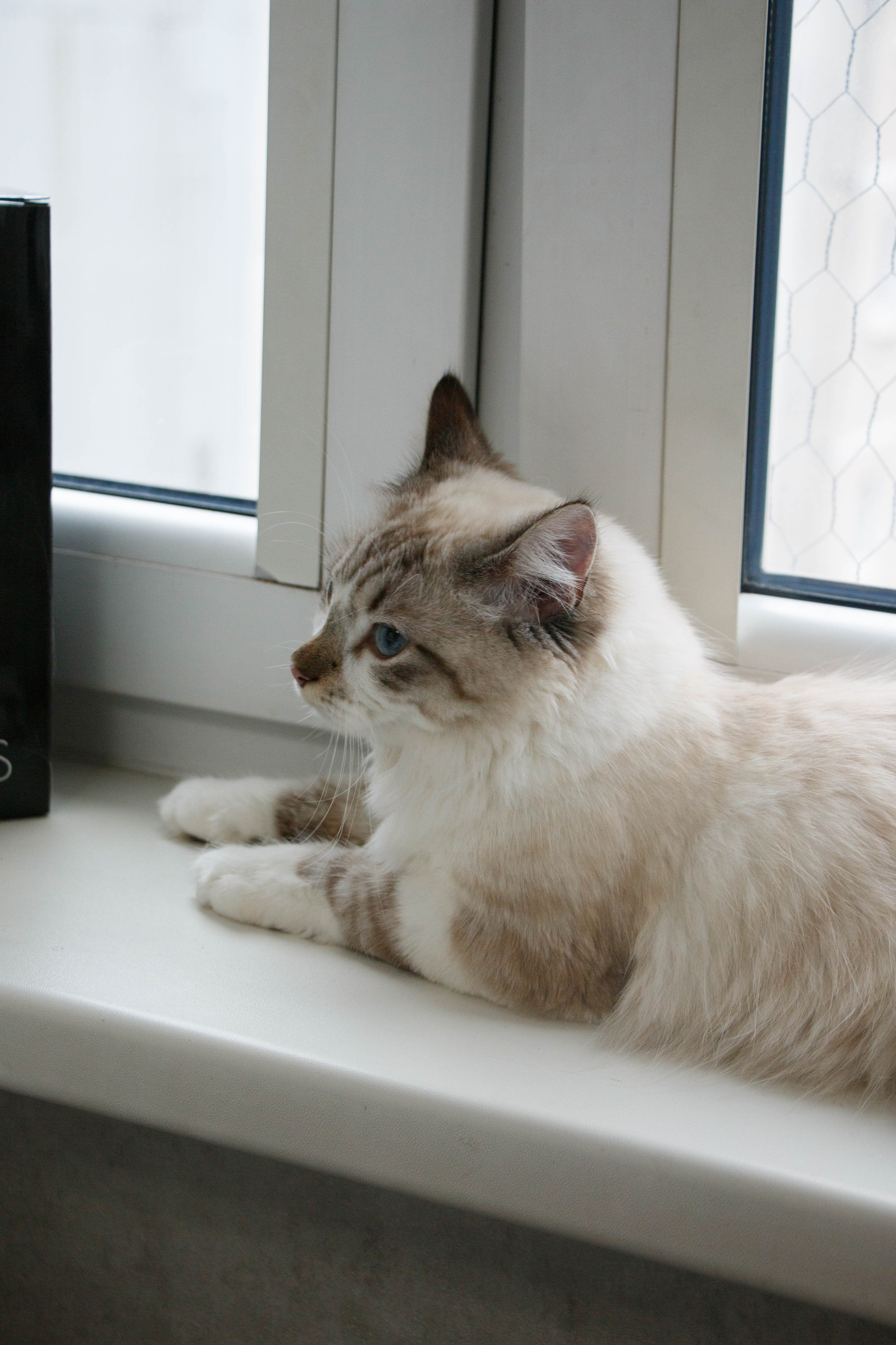 Kristina & Miya. Бережно сохраняю ваши чувства и истории на своих фотографиях