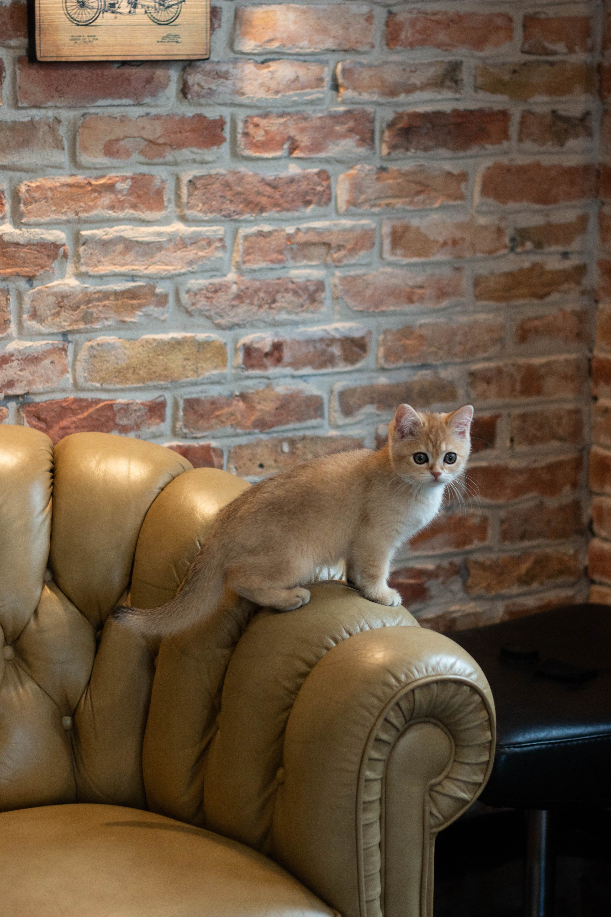 MILANA & RUFUS. Бережно сохраняю ваши чувства и истории на своих фотографиях