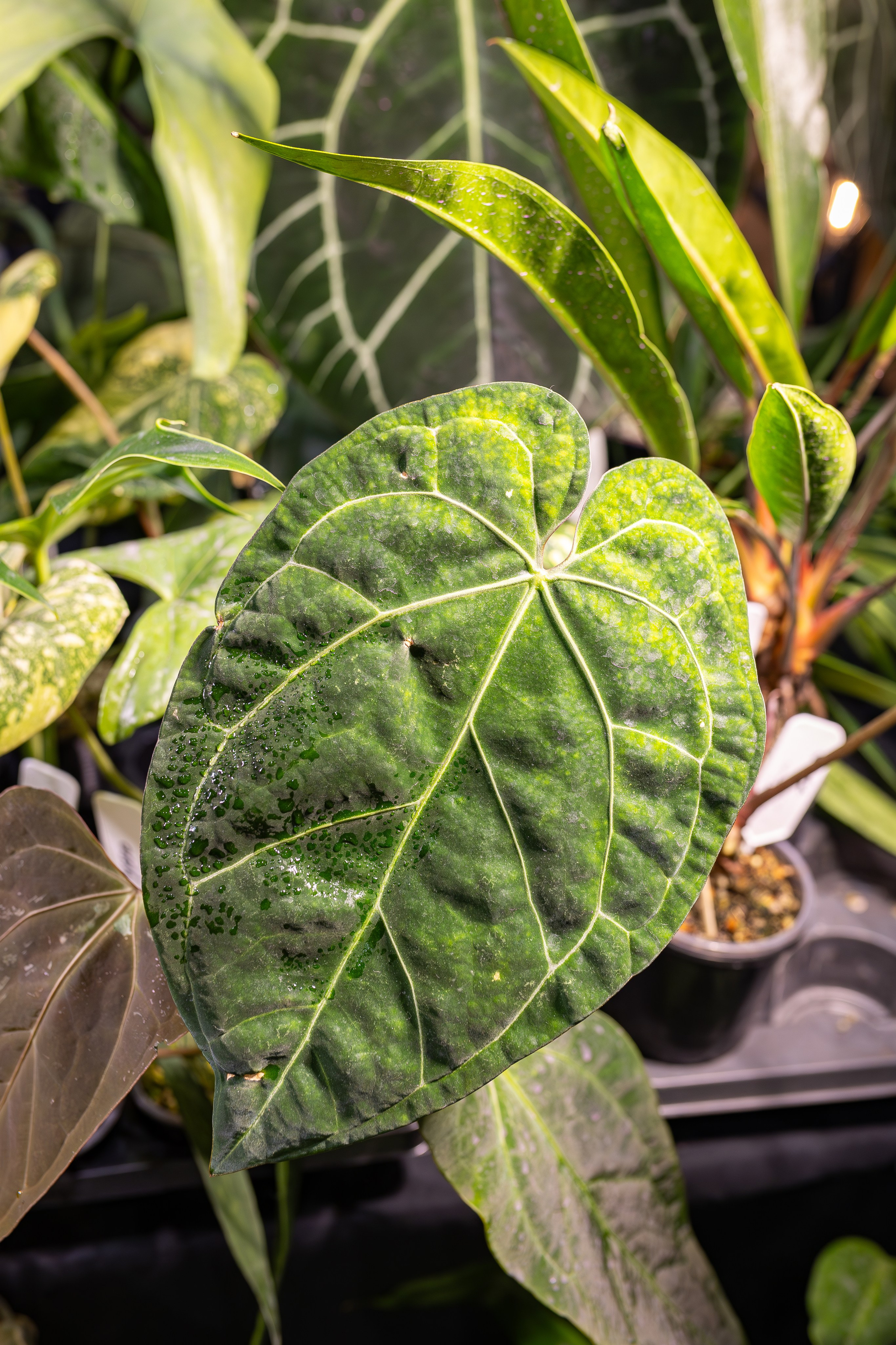 Монстериум апрель 2026. Александра Куликова фотограф, Москва