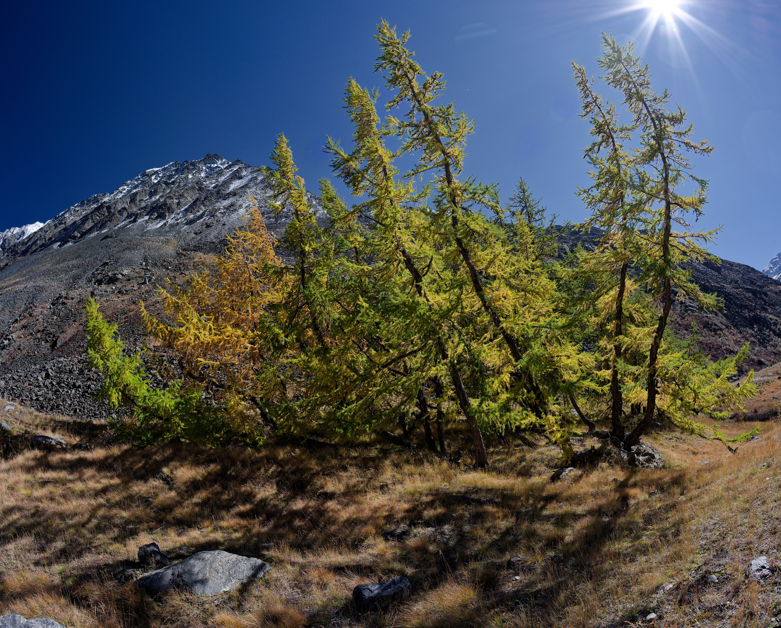 Небольшая группа желтых лиственниц на фоне гор в ущелье Аккол