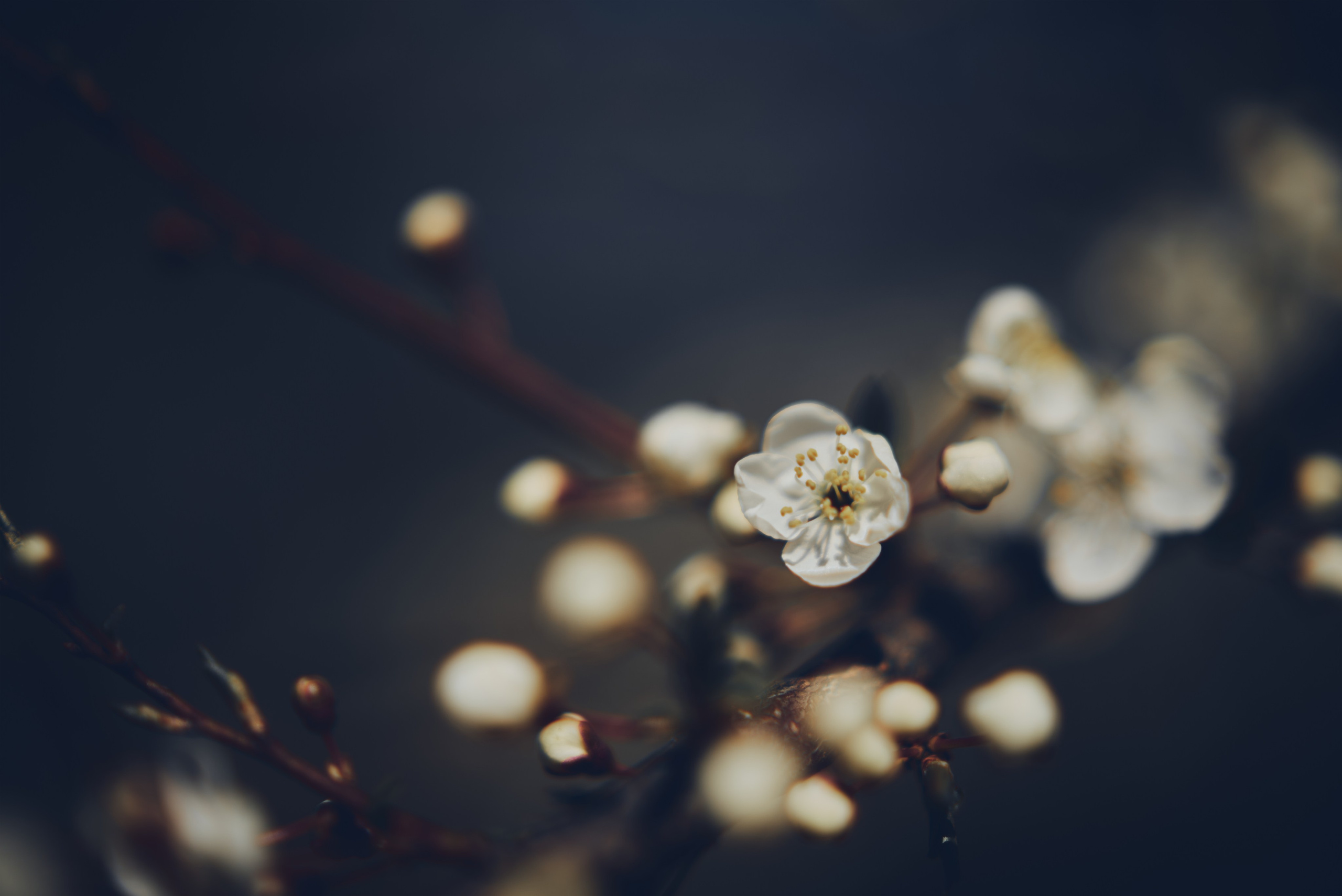 Sakura time