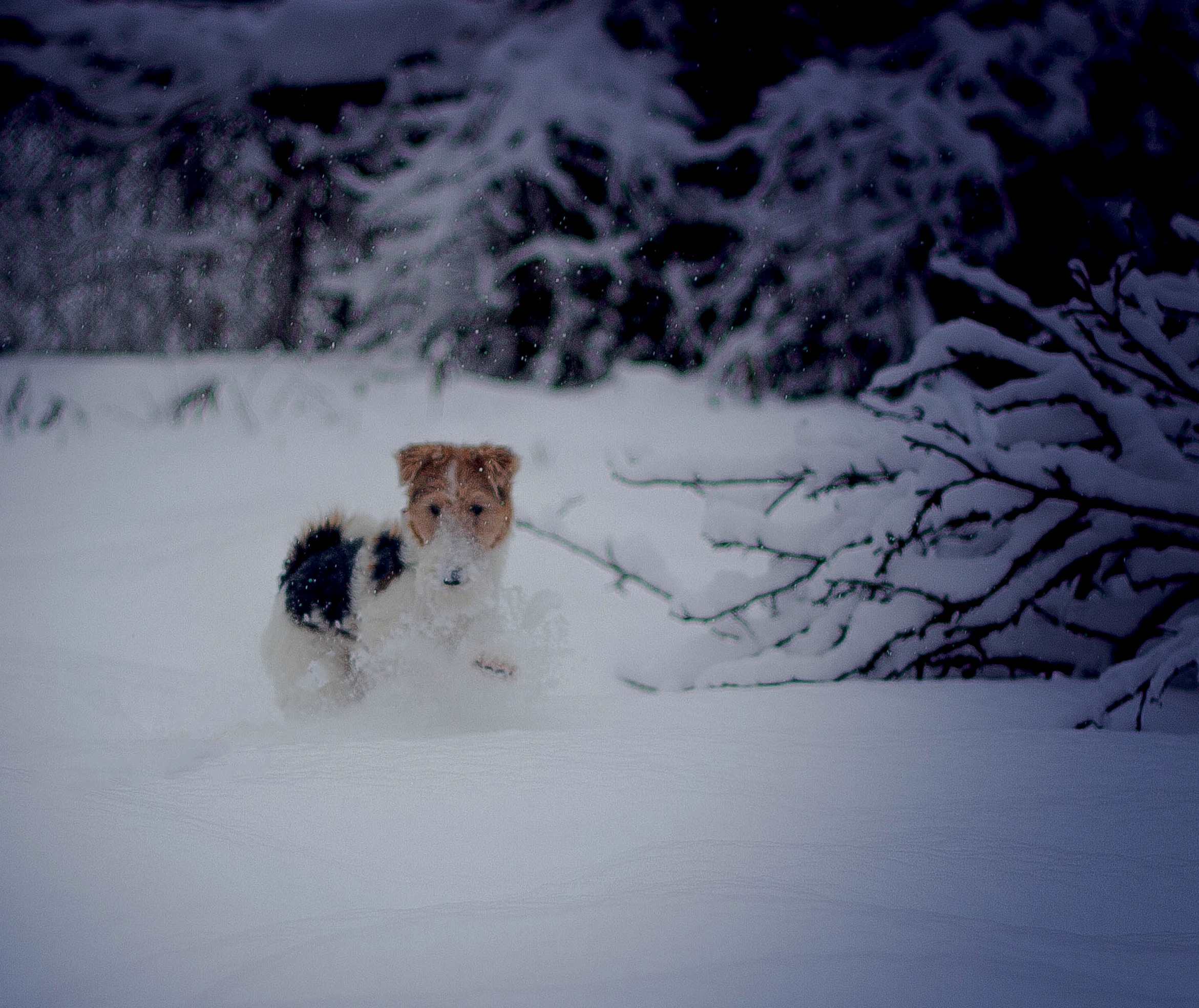 Животные. Обо всём