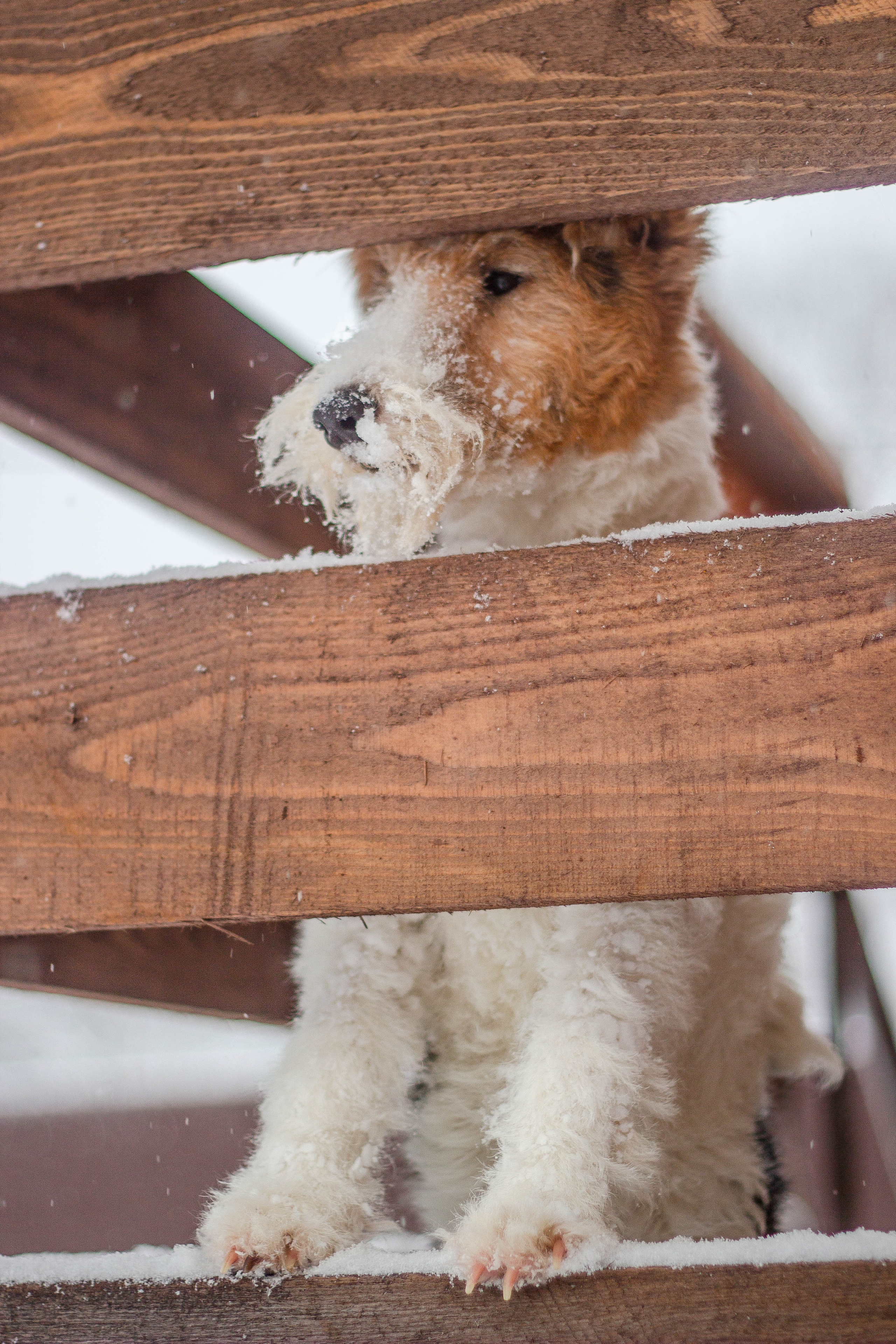 Животные. Обо всём