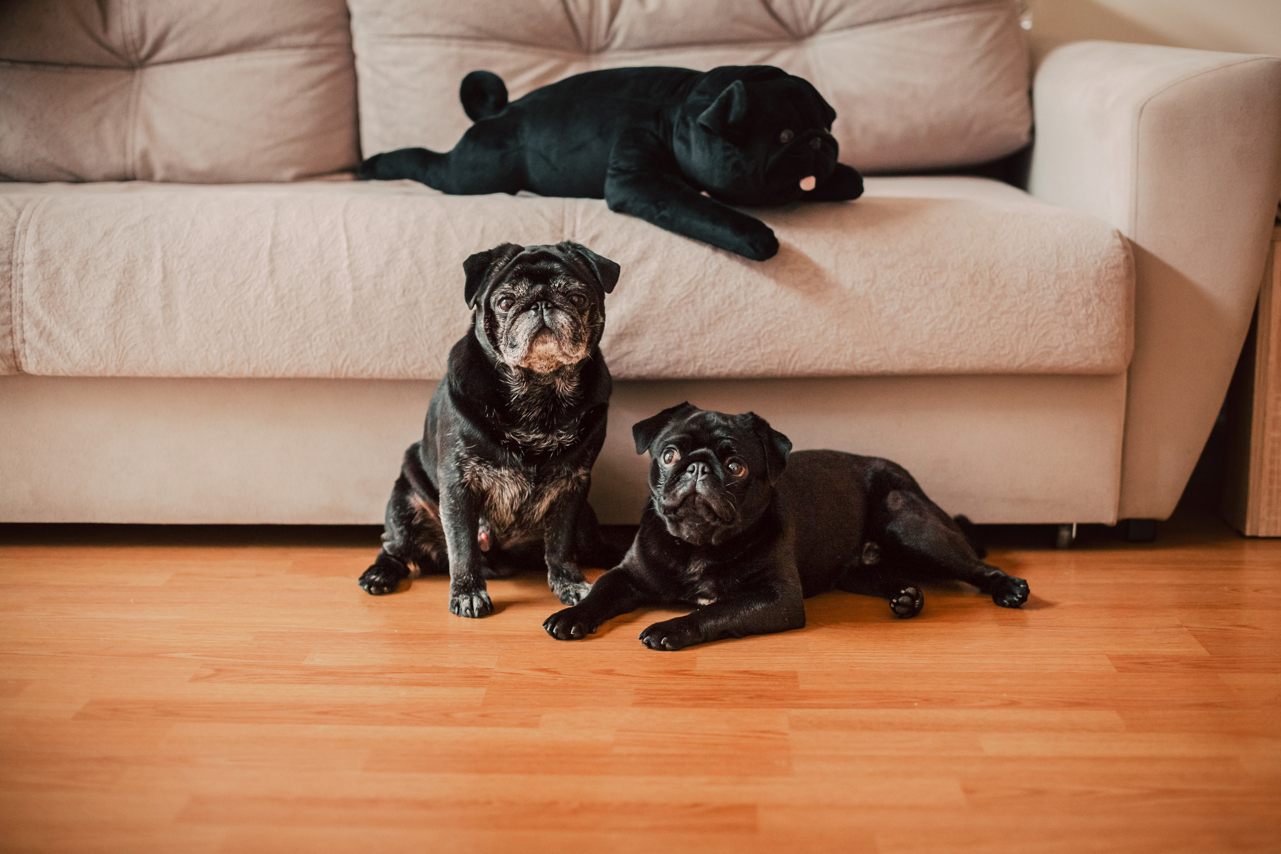 Оля, Харви, Луис. Фотограф-анималист Татьяна Степанова