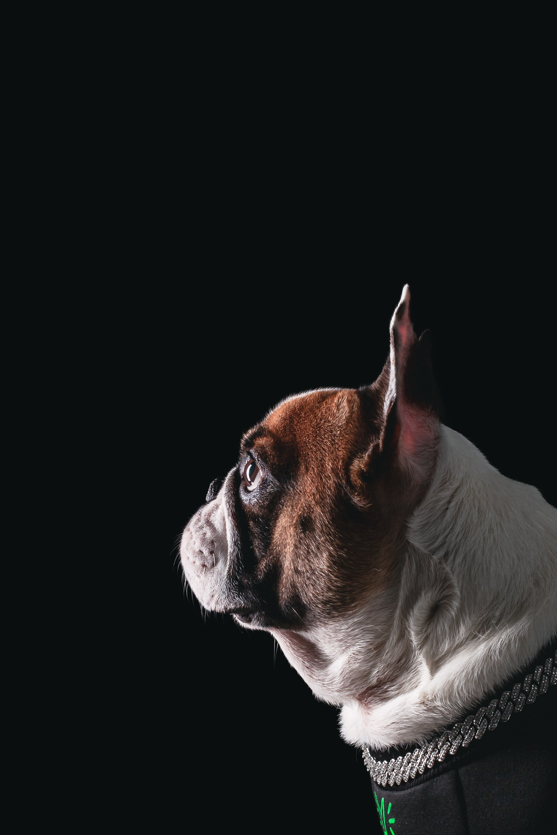 Студийная фотосессия с цветным светом. Фотограф-анималист Татьяна Степанова