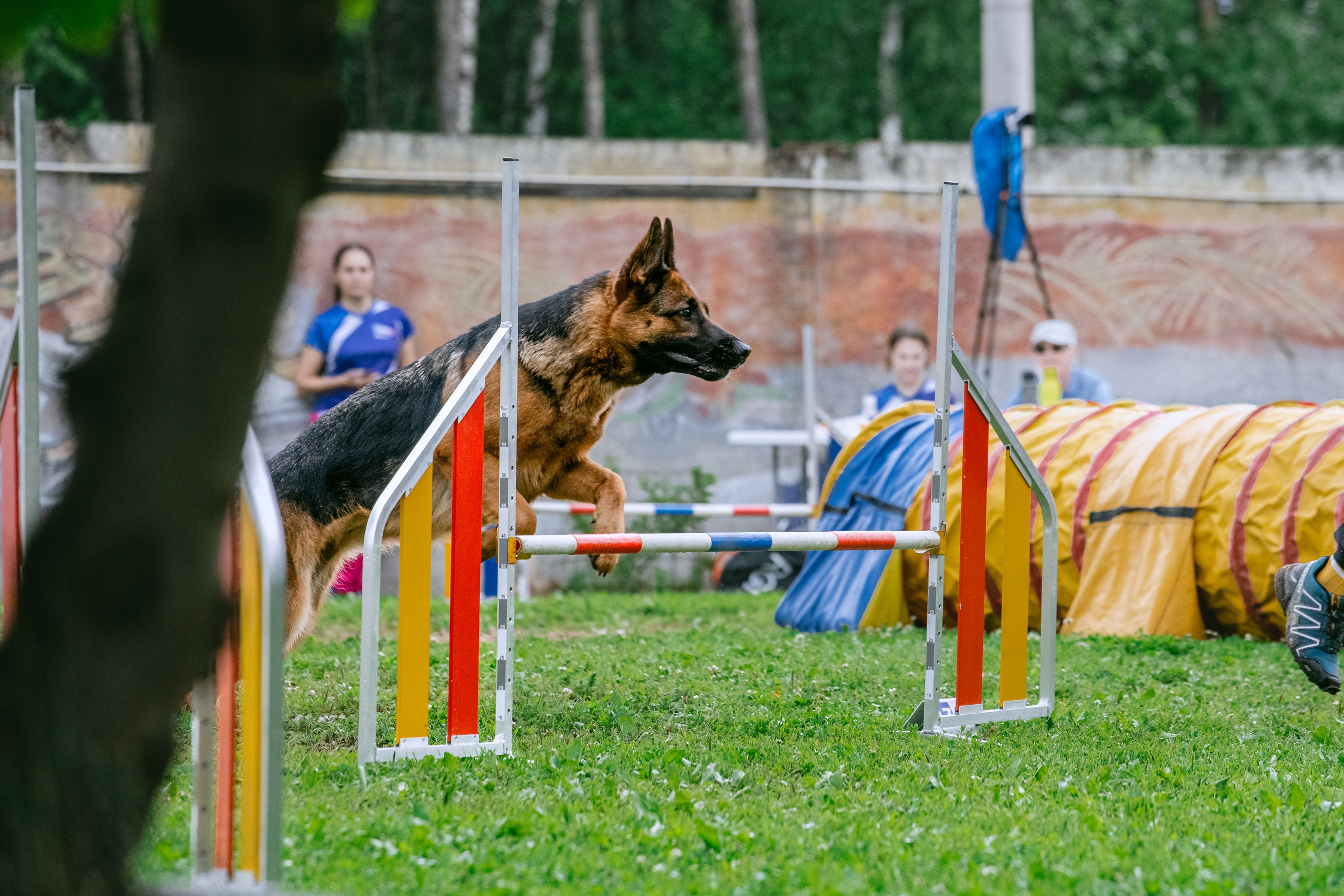 Соревнования по аджилити Долгопрудный 30.06.2025. Фотограф-анималист Татьяна Степанова