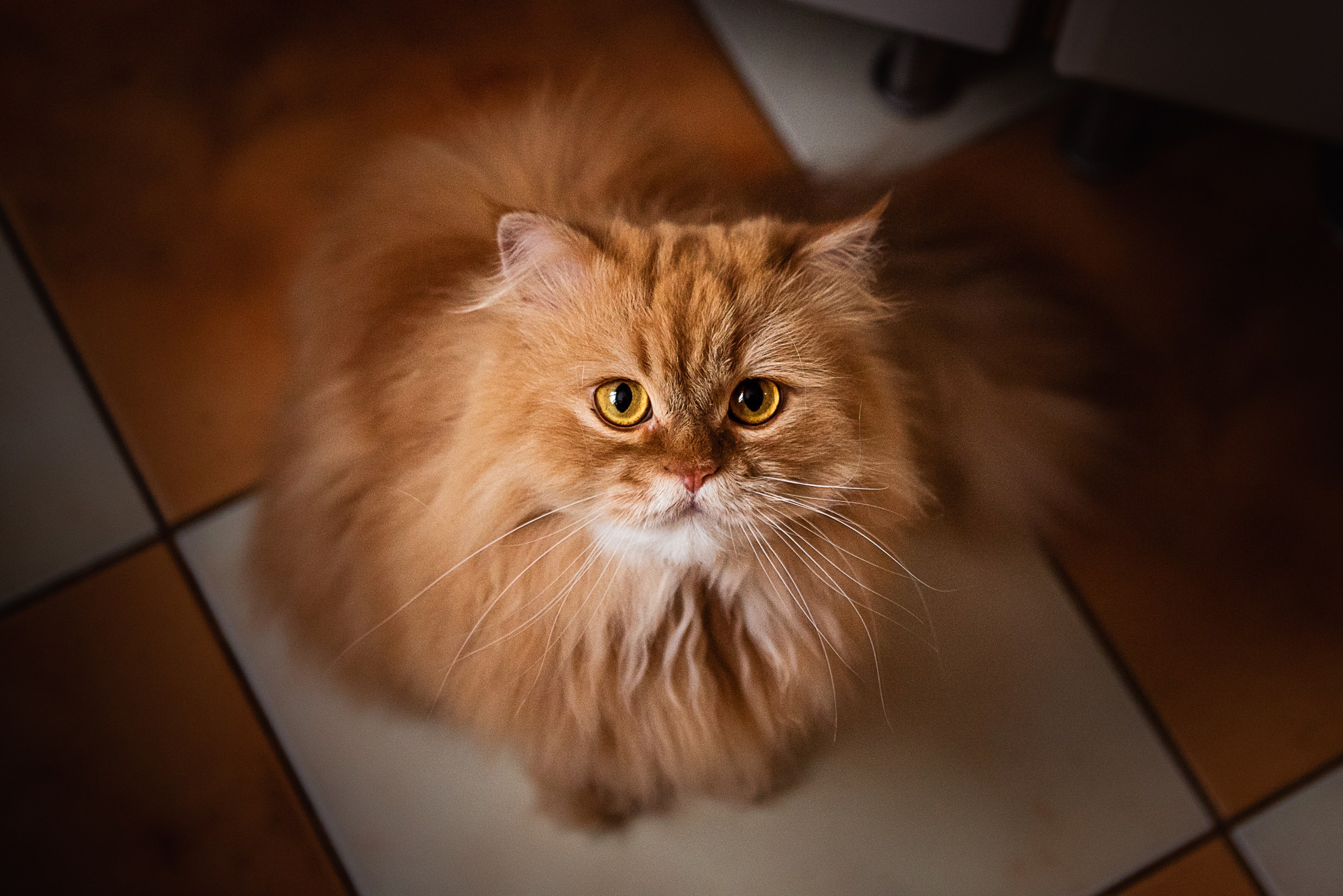 Квартира с картинами. Алиса, Андрей и их пушистая семья. Семейный Фотограф в Москве Ирина Хохлова