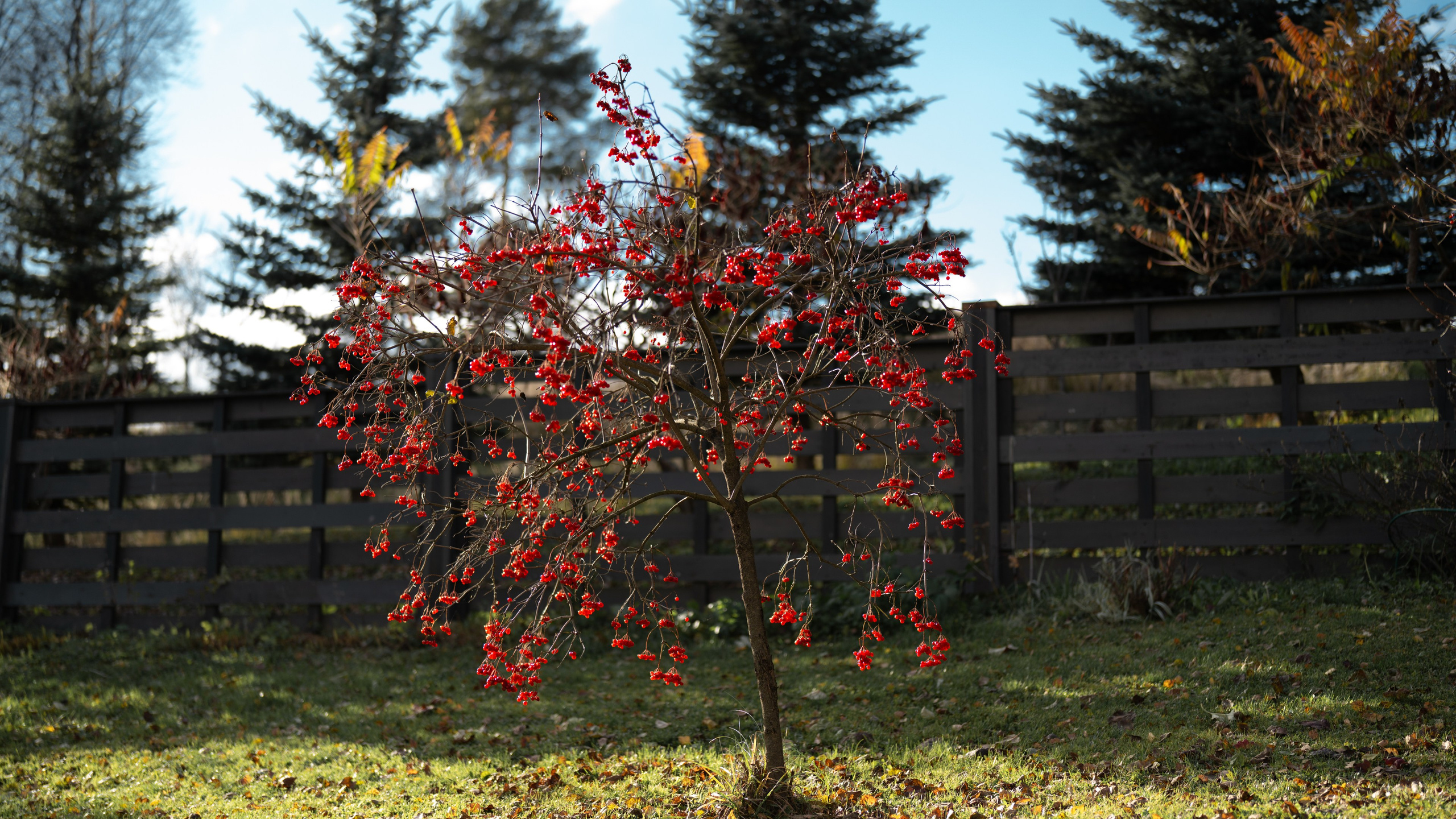 Дача. ПОБУДЬ ЗДЕСЬ И ЦЕЛЕЕ БУДЕТ ЭТОТ МИР